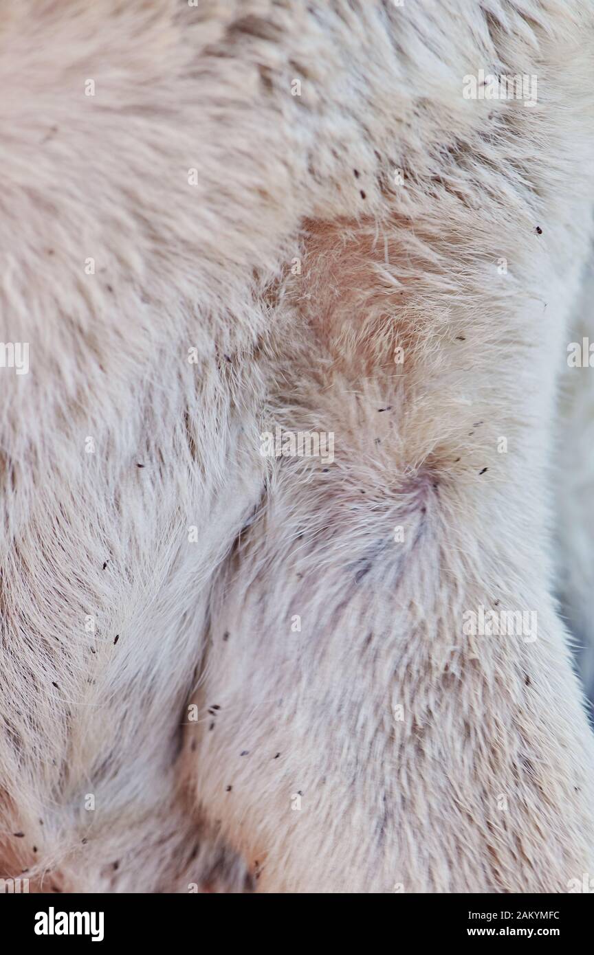 Aux Puces de chien parasite sur la macro vue rapprochée de la fourrure Banque D'Images