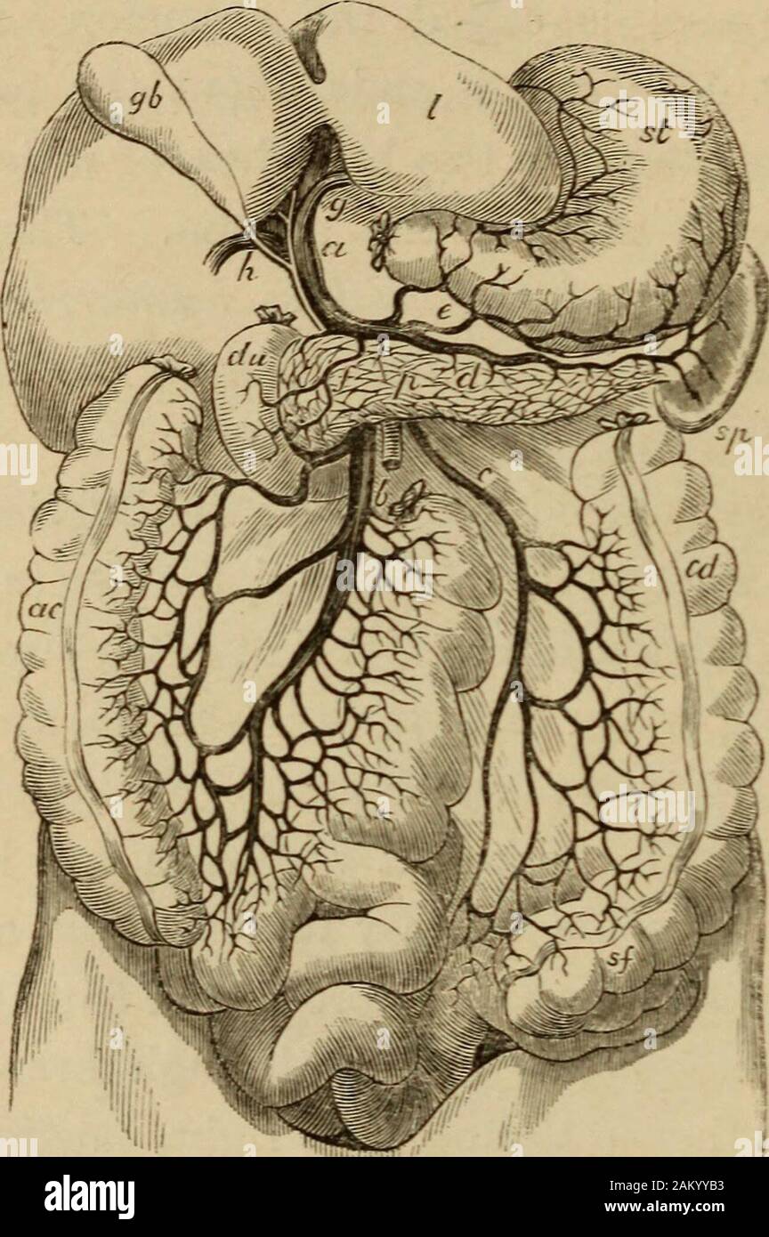 Sur les aliments et leur digestion : être une introduction à la diététique . lls que du supérieur messines-teric,^ formant deux ou trois séries d'arcades artérielles. Et la direction générale de l'enseignement primaire supérieur ou brindille de la colica sinistrajoins la partie inférieure de la colica media dans un seul grand-anasto mosing bateau, il serait facile de tracer une continuousartery de grande taille ; qui est prolongée à partir du tronc de l'artère mésentérique supérieure par l'intermédiaire de succursales d'theileo-colique, et de là, à travers le droit, médiane, gauche, andsigmoid les artères coliques, pour mettre fin à l'hemorrhoidalartery supérieure. Les veines intestinales sont charact Banque D'Images