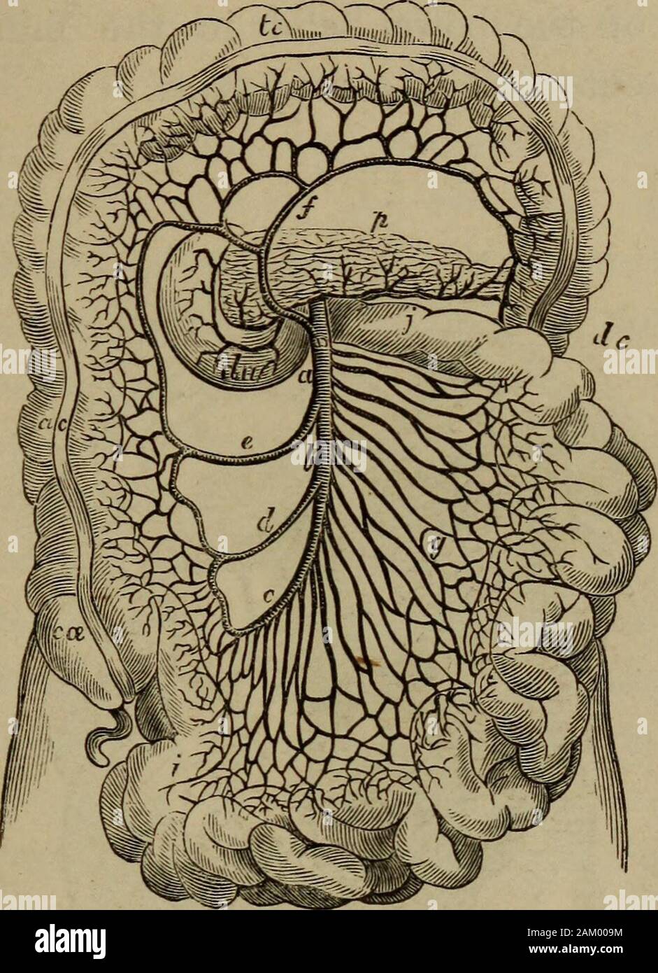 Sur les aliments et leur digestion : être une introduction à la diététique . f artère mésentérique supérieure et inférieure. L'artère mésentérique supérieure (A5 Fig. 46), le longerof les deux, est distribué à la partie inférieure du duodénum, le jéjunum, l'iléon, le caecum, et les deux premières-thirdsof le côlon. Issu de l'aorte à l'borderof supérieur de la deuxième vertèbre lombaire, il traverse la fin de theduodenum, pour atteindre la partie supérieure du mésentère  ; entre les deux couches de quel processus d'peritoneumit continue vers le bas, près de leur postérieur ou abdominalattachment, à un licenciement arbitraire d'en face Banque D'Images