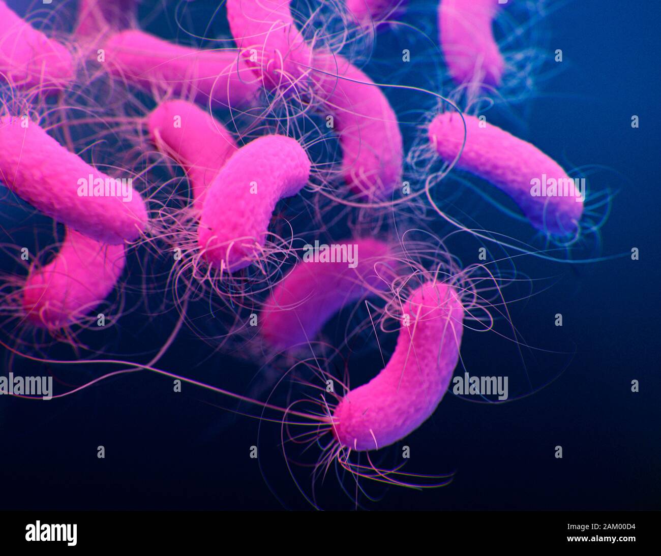 La bactérie Pseudomonas aeruginosa, illustration Photo Stock Alamy