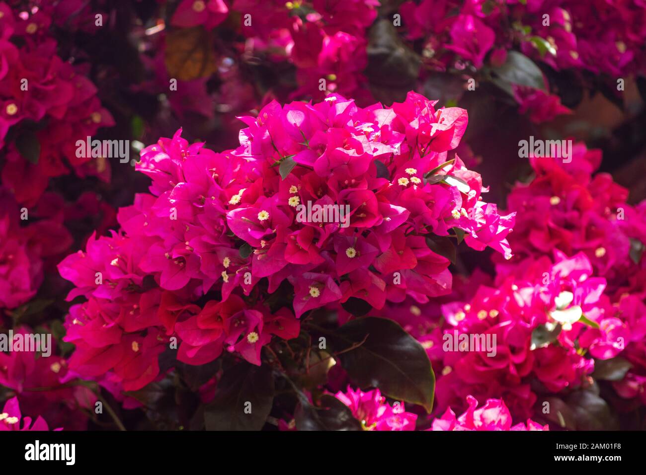 Fond rose Bougainville fleur au sommet de son inflorescence dans un jardin brésilien. Banque D'Images Fond rose Bougainville fleur au sommet de son inflorescence dans un jardin brésilien. Banque D'Images