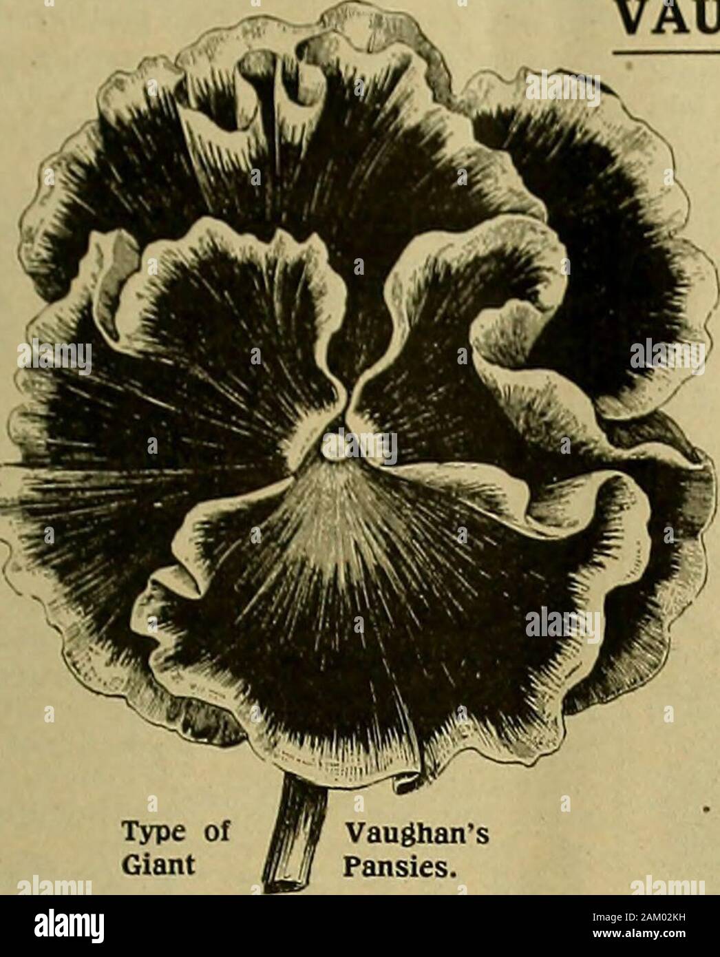 La fleuriste américain : un journal hebdomadaire pour le commerce . ine Condition, et que nous offrons des prix de gros à l'adresse suivante : Cattleya Mossiae par affaire, Cattleya Schroederae 40,00 $. C'est notre bien, grand, agréable type. par caisse, 55,00 $ ch. HarriSOnlOe violacea, la fin de l'été variété à floraison forte de 150 plantes, 00 p. 100 l'Oncidium VariCOSUm Rogersii, plantes extra fine, petite quantité, onlv gauche 150,00 $ par 100 Nous avons également environ 25 cas d'un type extra fine de Cattleya trianae, avec des fleurs, et produira 50  % plus de fleurs que le type ordinaire à la tige. Les meilleurs nous ca Banque D'Images