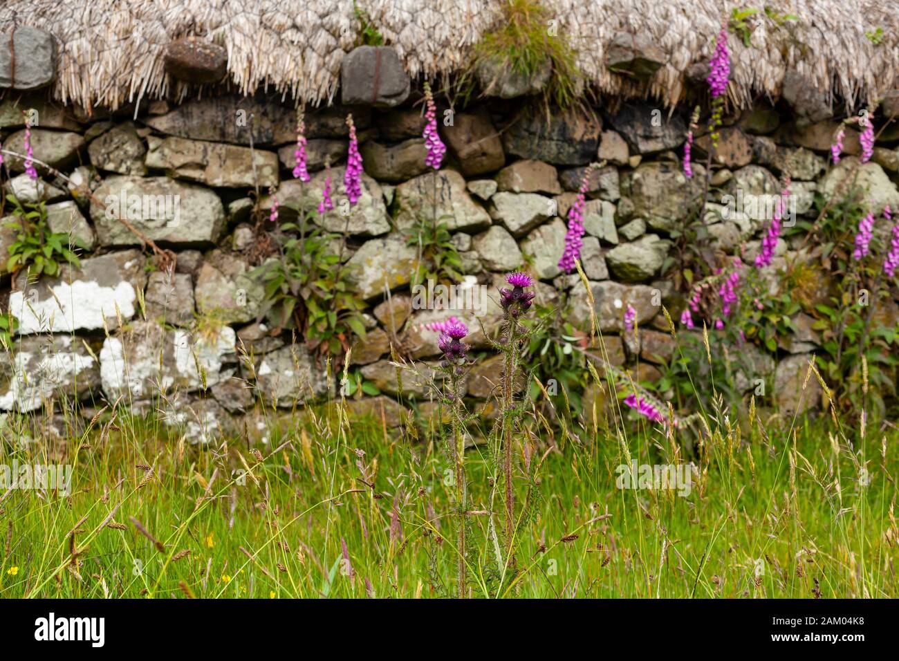 Thistle et foxglove devant le mur d'une cabane en pierre sur le toit de chaume sur l'île de Skye, Écosse, Royaume-Uni. Banque D'Images