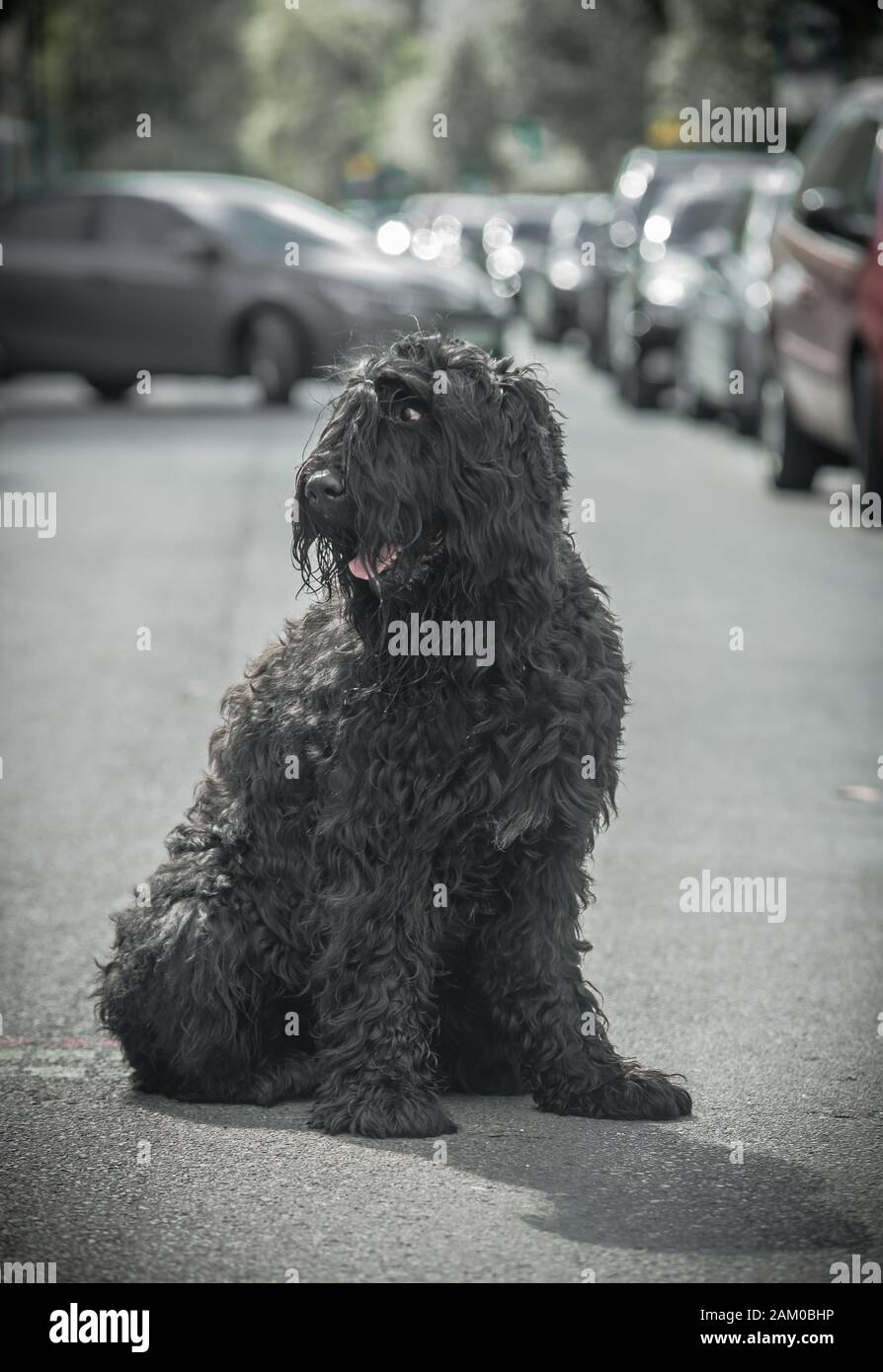 Chien noir au milieu de la rue Banque D'Images