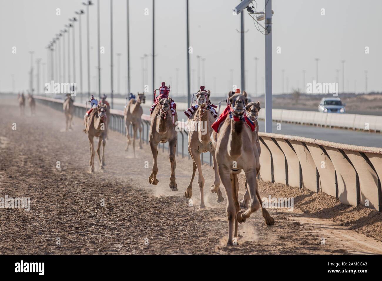 Camel Racing Dubai Al Marmoom course tack Emirats Arabes Unis Dubaï Novembre 2019 Banque D'Images