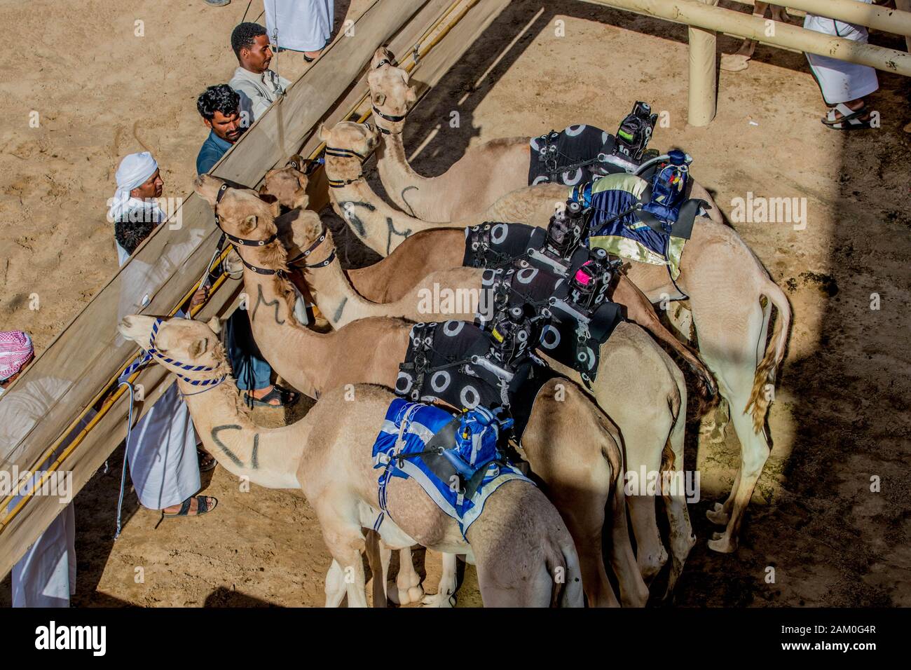 Camel Racing Dubai Al Marmoom course tack Emirats Arabes Unis Dubaï Novembre 2019 Banque D'Images