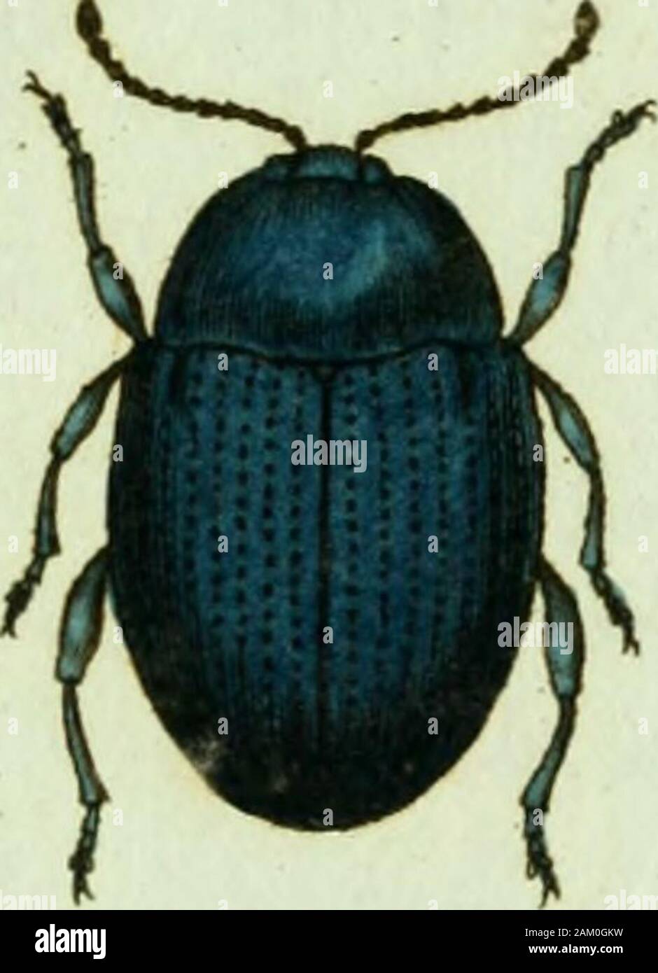 Favnae insectorvm Germanicae initia, oder, Deutschlands Insecten . Alttccj olemcea fZa&n 3. Sc. f. ALTICA oleracea. Der gemeine. Flohküfer Der Pflanzenfloh. Der Erdfloh. ChrysomeU laultU  % se potagere. Degeer. Iord - Loppe. Danic. Altica oleracea : viridi caerulea. Tissu. Syst. Ent. n. 3. p. n2.Chrysontela oleracea : viridi caerulea. Tissu. Spec. Ins. T. I. ""94" P" i33. Mant. Ins. I. T. n. 126. p. 77.GaUruca oleracea :. saltatoria viridi aenea, tissu. Ent. Syst. T. II. n. 74. p.28.Chrysomela oleracea. Linn. Syst. Nat. n. 5i. p. ocß- ed. XIII. n.5i. p. 1691 Faun". Suec. n. 534"D^ecT Ins. T. V. Banque D'Images