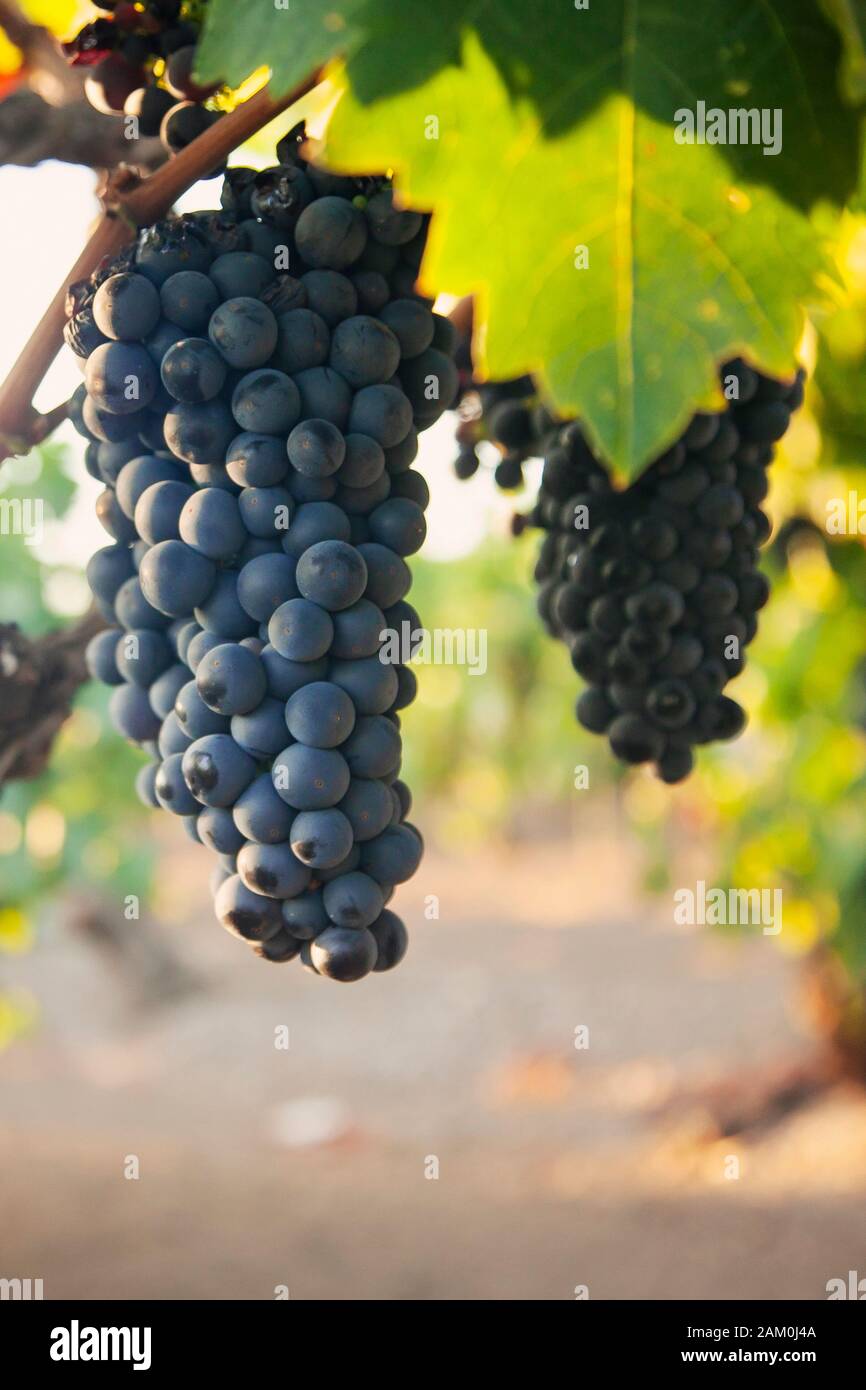 Vins de raisins dans un vignoble, dans le comté de Sonoma en Californie. Banque D'Images