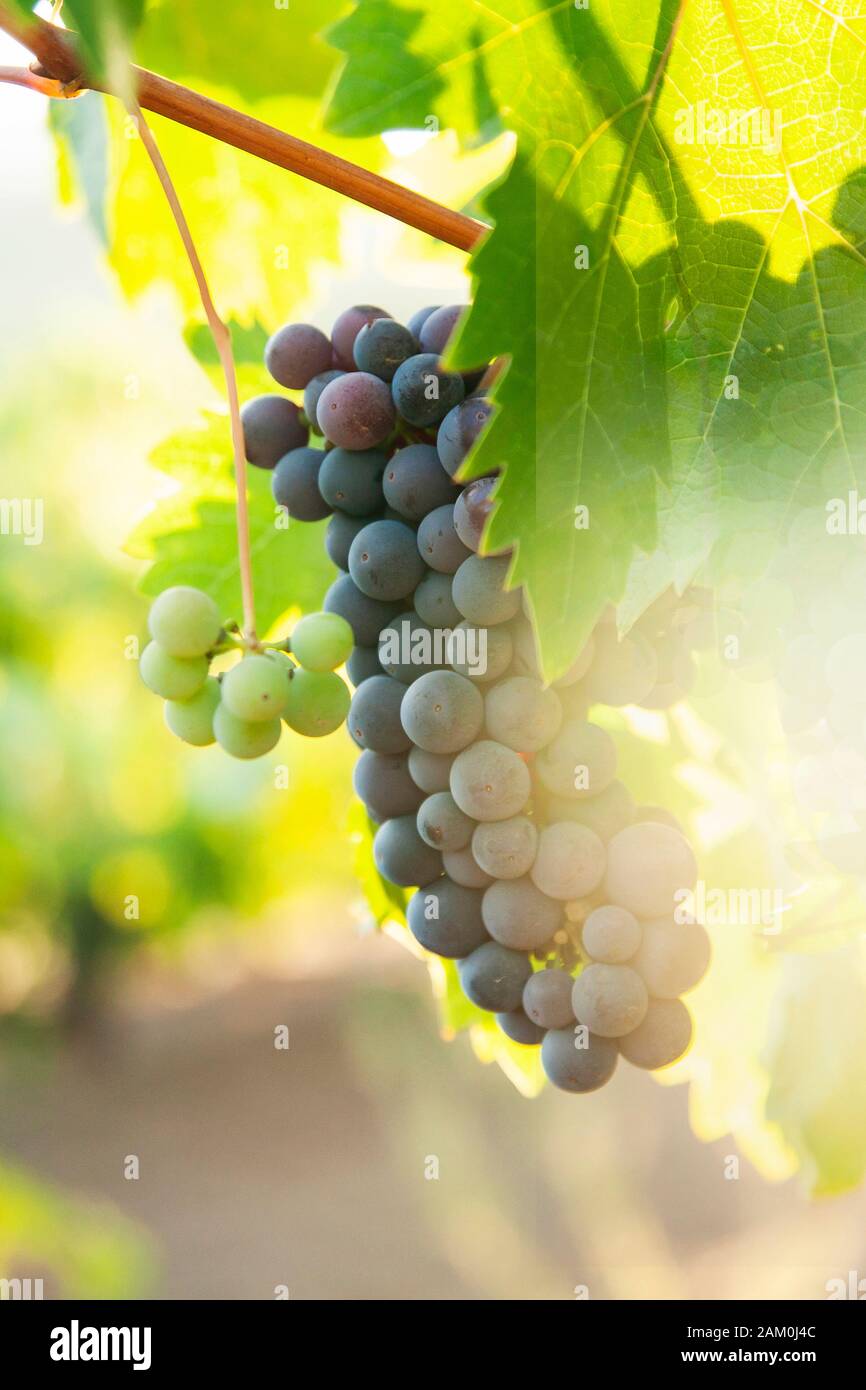 Vins de raisins dans un vignoble, dans le comté de Sonoma en Californie. Banque D'Images