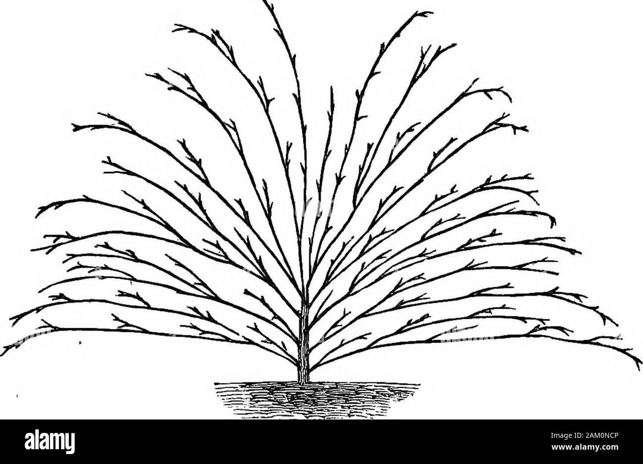 Les pêches et nectarines : leur histoire, les variétés, la culture et les arbres er ..Une autre objection qu'a souvent été demandé instamment contre Seymours est la méthode la divergence des pousses latérales à angle droit par rapport à la tige centrale.La tige verticale, qui, bien entendu, ultinlately se développe dans un tronc, esttrès enclins à s'approprier la part du lion de l'alimentation, et le côté^dirigeants, en particulier les moins larges, d'être affamé dans whollyperish ou faiblesse de ce détournement de SAP pour où il est rarement très recherché.Fig. 23 fournit une illustration d'un simple moyen de neutraliser l'forceof cette objection Banque D'Images