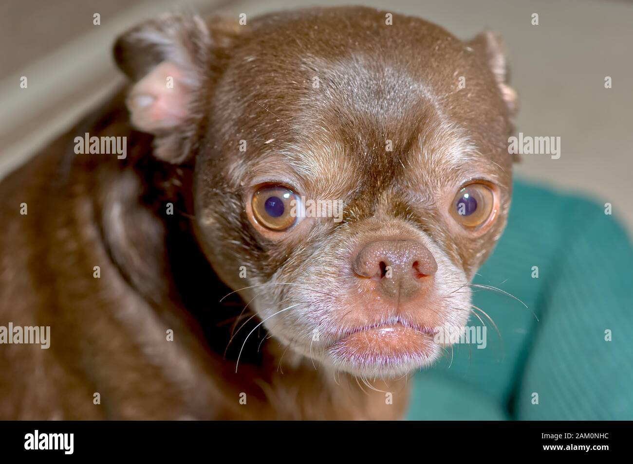 Photo portrait d'un mélange hybride français Bulldog Chihuahua Photo Stock  - Alamy