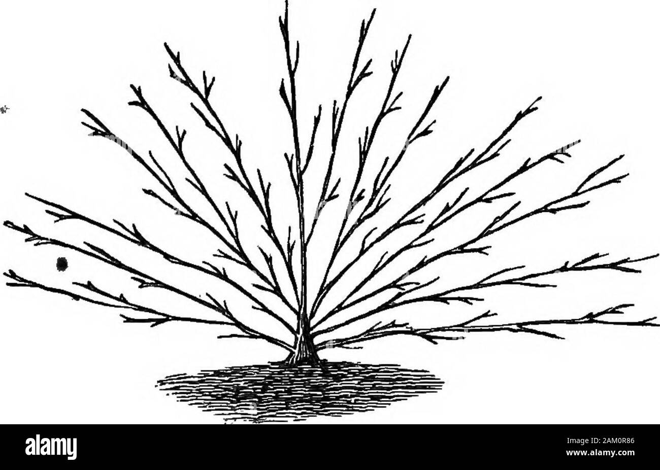 Les pêches et nectarines : leur histoire, les variétés, la culture et les affaires sérieuses . e de culture. Nous allons maintenant passer à donner quelques exemples et explications des modes de paramétrage que vous avez pu réaliser la formation de pêche que nous avons mentionnées. Le résultat de la position vers le bas (cochon. 12, p. 191) à trois ou quatre eyeswould être de produire des porcs. 14 et 15. Au cours de l'été suivant le nombre de branches cultivées dépendra beaucoup sur le mode de traitement ofsummer adopté. Vers la fin de la troisième ou fourthseason le ventilateur égale, comme on dit, aurait avancé dans le cochon. 16.Prom ce stade les progrès de cochon. Banque D'Images Les pêches et nectarines : leur histoire, les variétés, la culture et les affaires sérieuses . e de culture. Nous allons maintenant passer à donner quelques exemples et explications des modes de paramétrage que vous avez pu réaliser la formation de pêche que nous avons mentionnées. Le résultat de la position vers le bas (cochon. 12, p. 191) à trois ou quatre eyeswould être de produire des porcs. 14 et 15. Au cours de l'été suivant le nombre de branches cultivées dépendra beaucoup sur le mode de traitement ofsummer adopté. Vers la fin de la troisième ou fourthseason le ventilateur égale, comme on dit, aurait avancé dans le cochon. 16.Prom ce stade les progrès de cochon. Banque D'Images