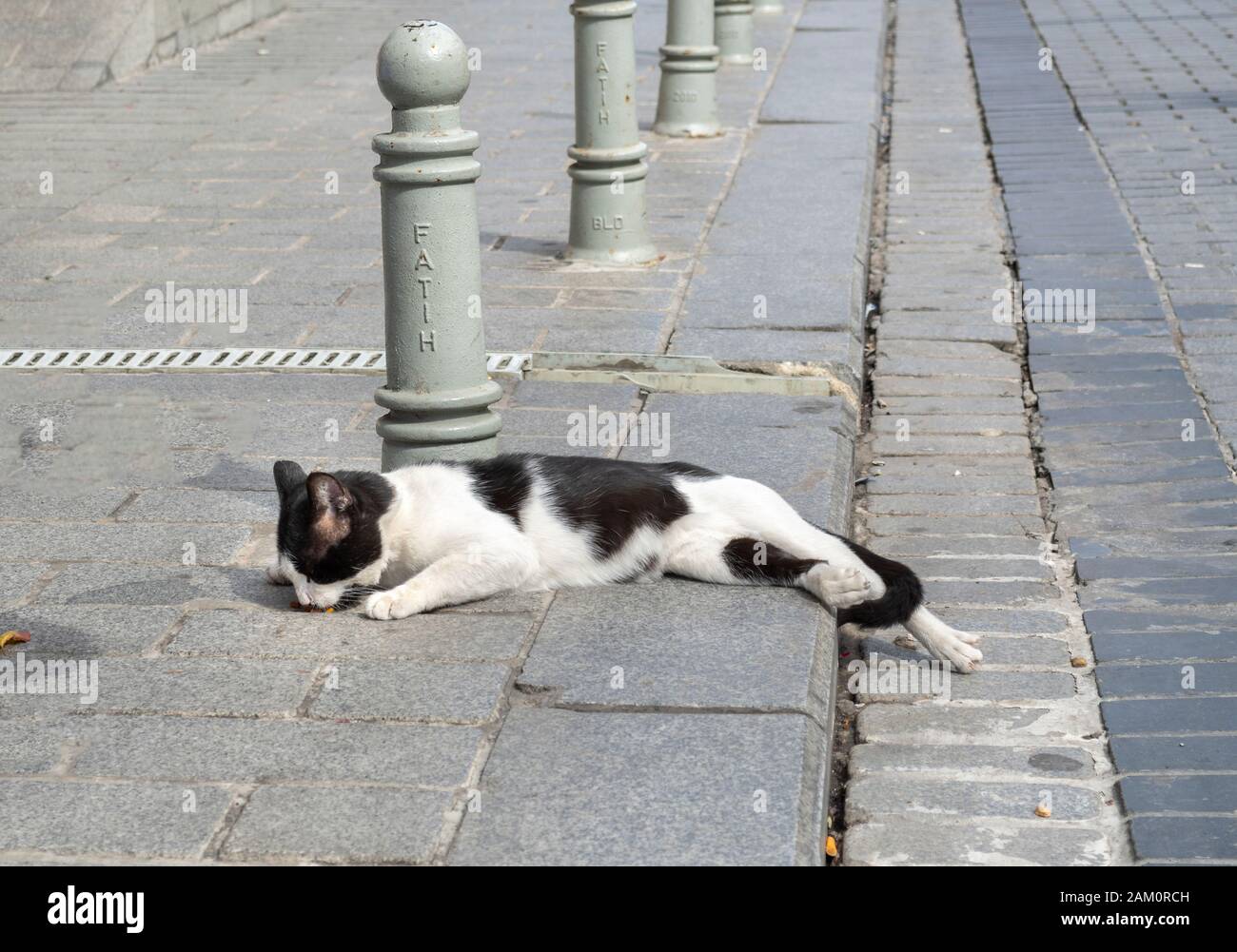 Un chat noir et blanc à poils courts dévoré mange de la nourriture sur le trottoir alors qu'il s'étend le long d'une rue à Istanbul, en Turquie. Banque D'Images