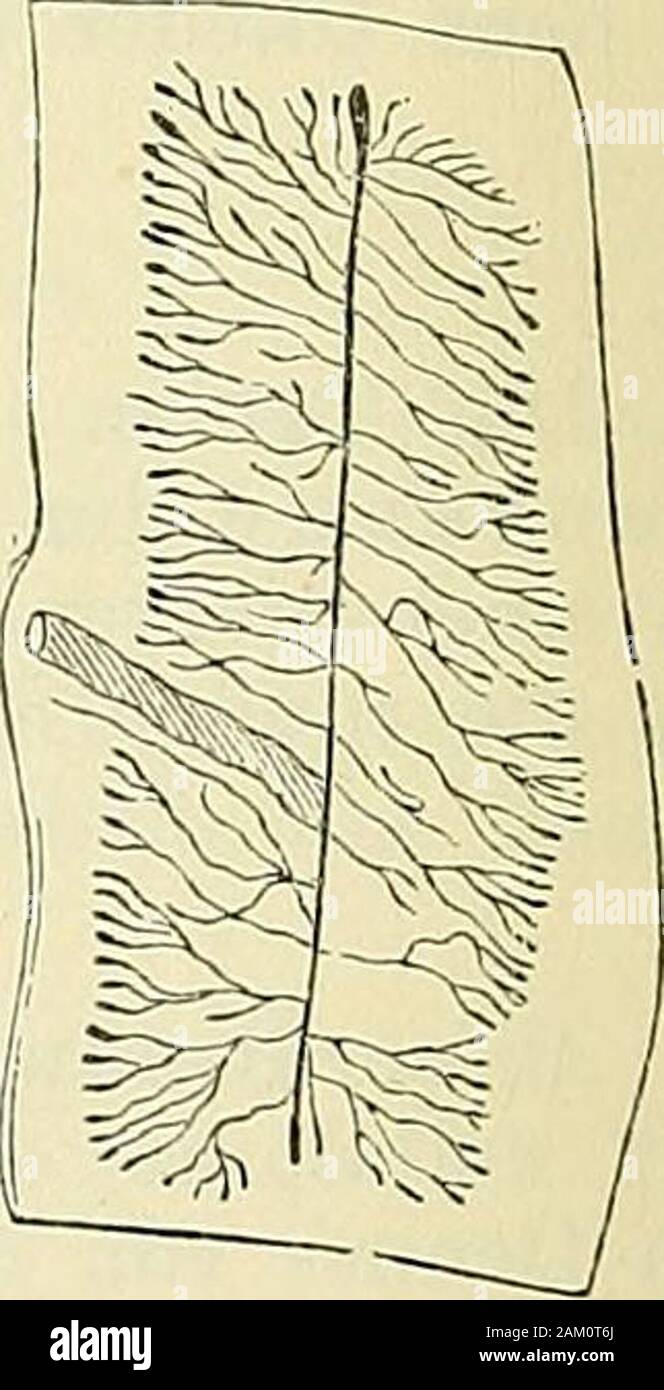 Lehrbuch der klinischen UntersuchungsMethoden für Studirende und