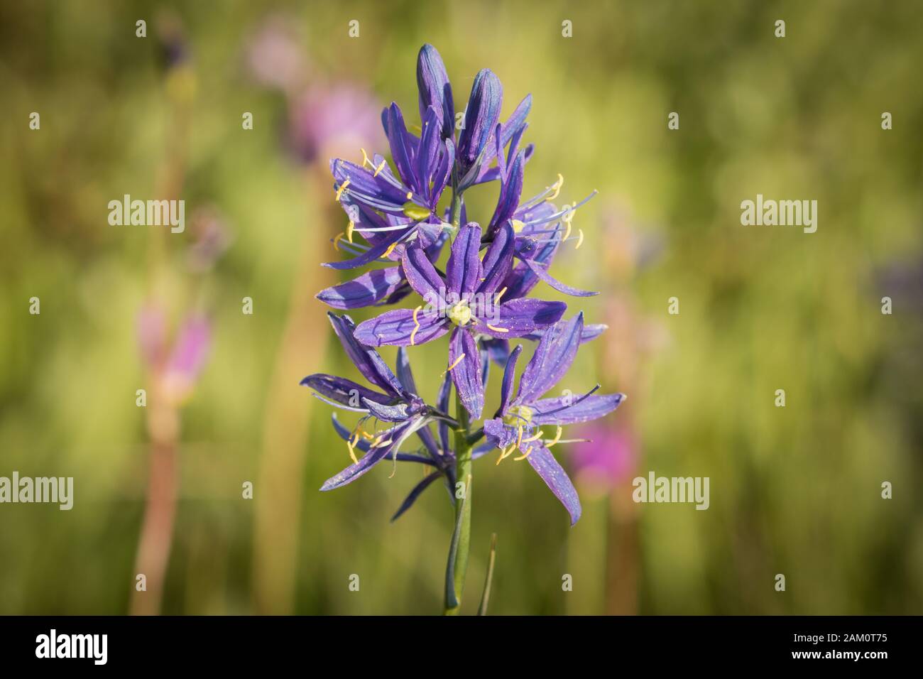 Portrait d'une fleur de Camas Banque D'Images