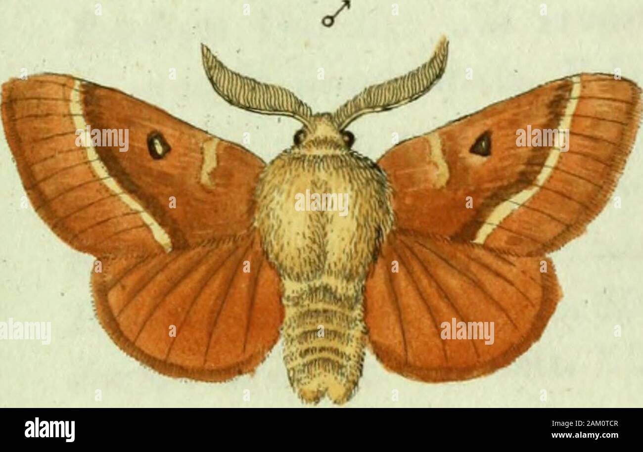 Favnae insectorvm Germanicae initia, oder, Deutschlands Insecten . ^JOonibujv fiifcTJcact l /a/v : JF. Sturm. Je BOMBYX Taraxaci. Der-Butterhlumens pinner. Bombyx Taraxaci : subreversis unicoloribus pallidis aus : anlici punctomeclio9 Fusco, in corpore fulvo. Tissu. Mant. Ins. T. II. n. 7.3. p. 110 Ent. Syst. T. IV. n.83. p. 453.Syst. Verz. d. TV" Schnet. p.57.Esper cur. Schmctt. p. 68. tab. 8.  %. 6. 7.Fäcsly im Archiv 6 Heft. p. 19. tab. 34*  %••* * * -•Borkhausen eur. Sclimett. 5e. n. 25. Lig. 95. Die Raupe lebt auf dem Löwenzahn QJLeontodon Taraxaeum L.)Ihre Alteration bestellt sie unter der Er Banque D'Images