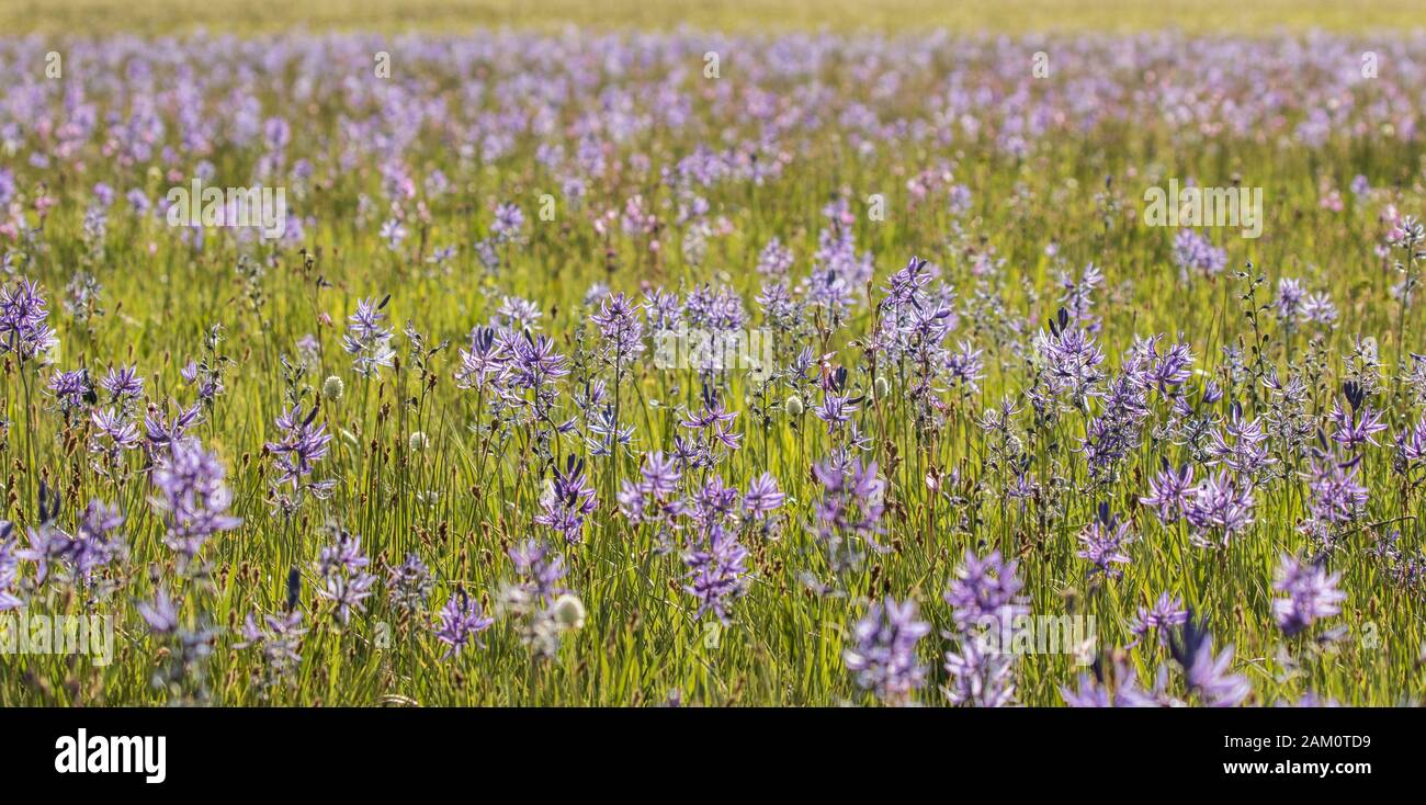 Un champ de fleurs de Camas Banque D'Images