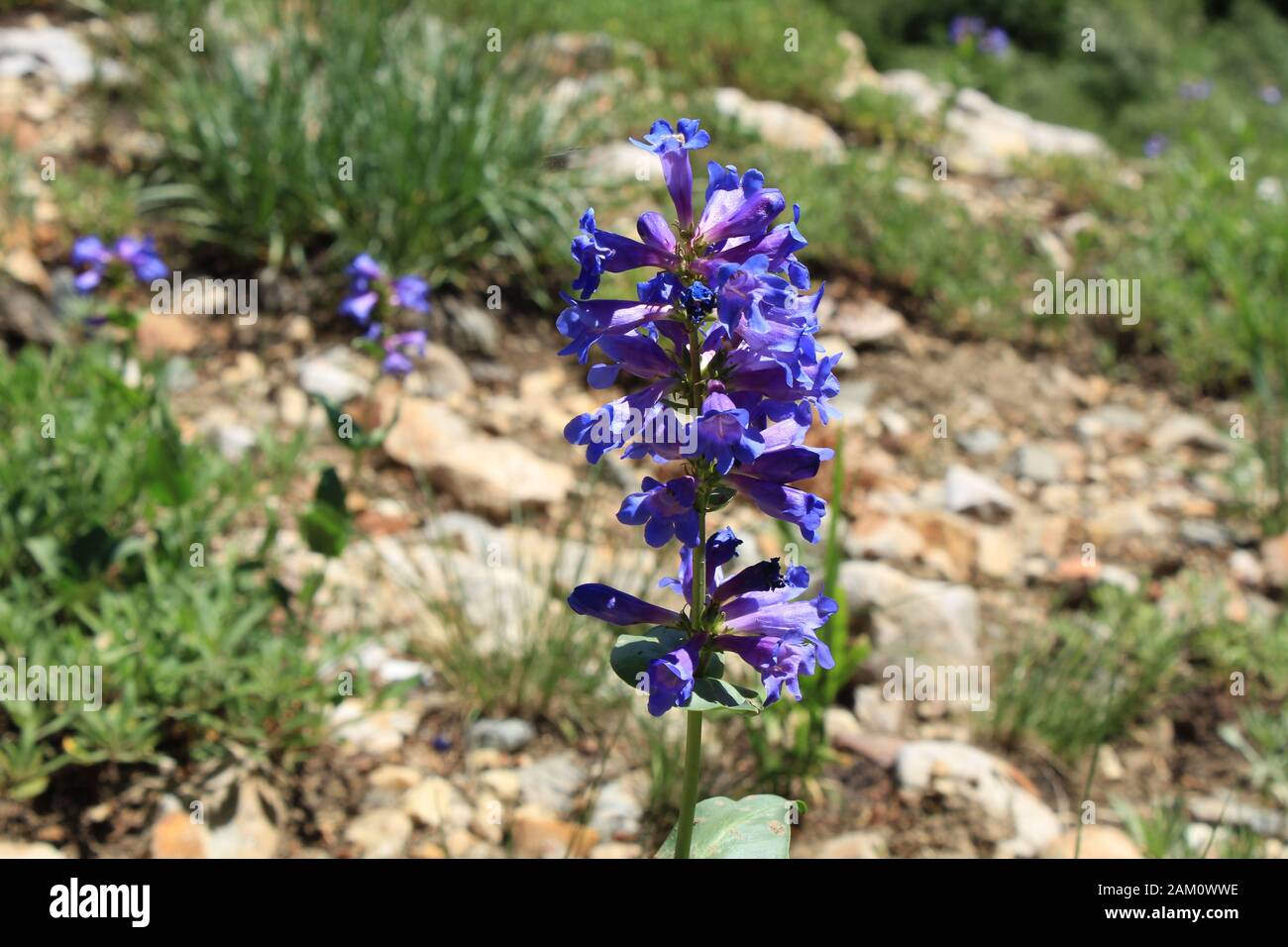Une fleur sauvage le long d'un sentier à Snowbird, dans l'Utah Banque D'Images