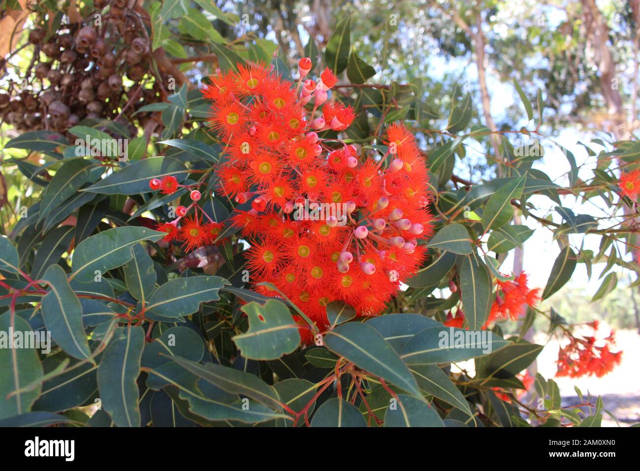 Flowerbunch de Corymbia ficifolia - Albany redgum Banque D'Images