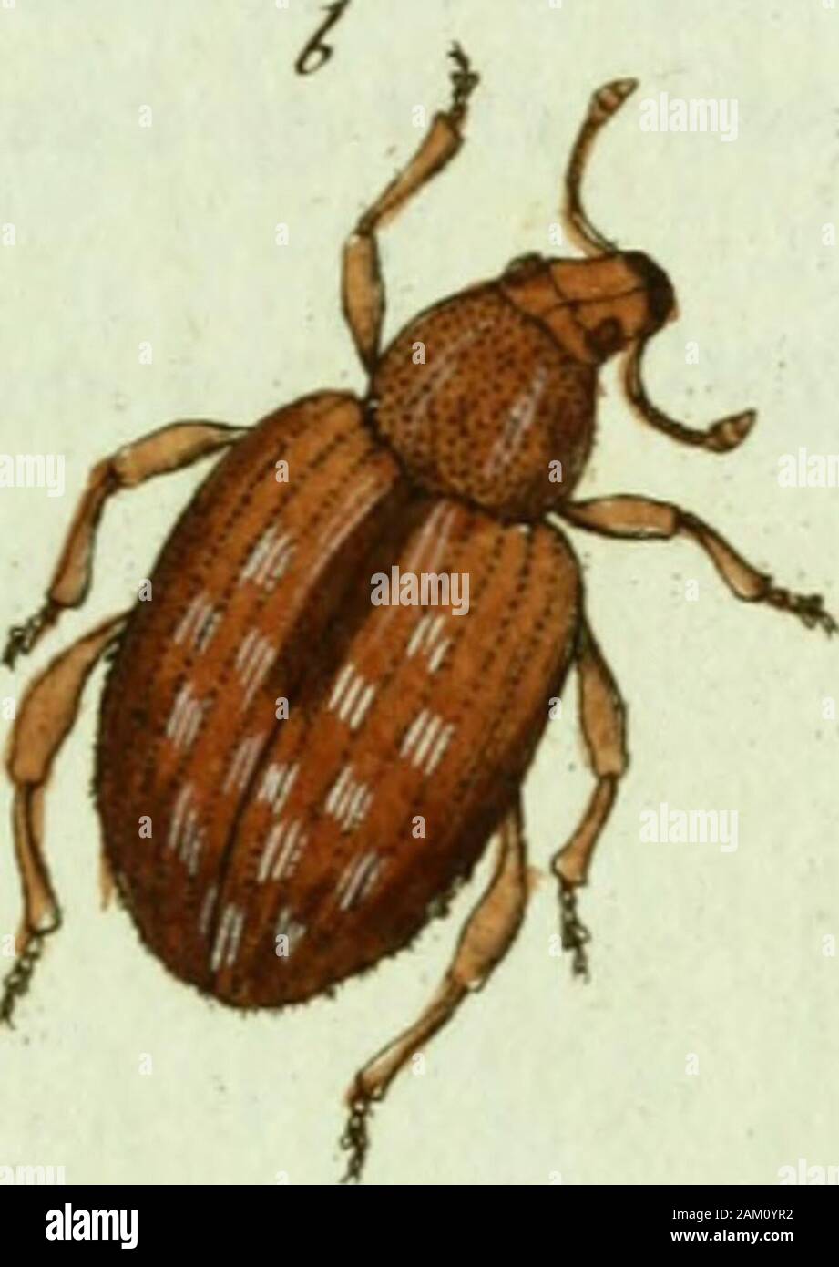 Favnae insectorvm Germanicae initia, oder, Deutschlands Insecten . J.öt CVRCVLIO Arundinig.Je. Der Schilfrohr Rüfselkäfcr. Curcullo Arunclinis ihorace : brevirostris lutescens, duabus lineis. dorsalibusfuscis Tissu. Ent. Syst. T. II. n.2o/j. p. 464.. Paykull. eure, Monogr. 47" 44" auf Arundo Phragmites L. um Braunschwei&Lt ; ?, vom Hrn. Le professeur Hcll-mitgetheilt gefalligst perruque daselbst. Les RH. Pr. Krioch Fiüfselkäferwohl diesem hat den Namen C. luteus zugedacht, aber Doch nicht in seinen senneur vor-treflichen InseiktengeschicJite trügen Bey zur erwähnt" a. Natürliche Grösse, b. Vergrösserung.. Cutcu Banque D'Images