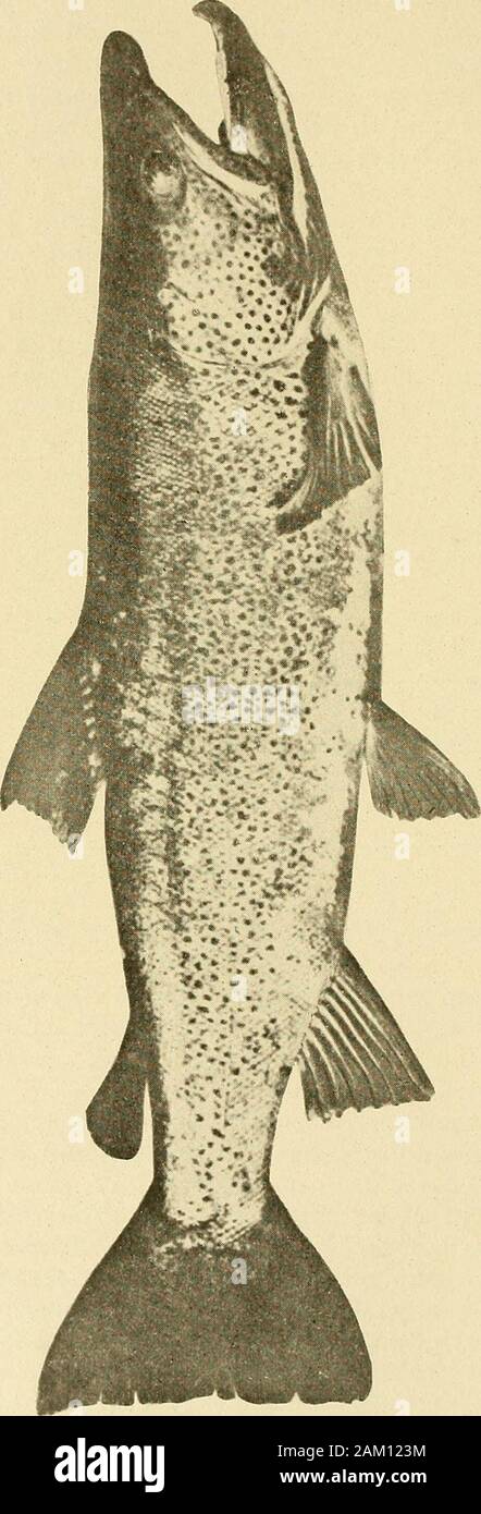 Skrifter - Det Norske b comme Videnskabers Selskab . Ca 4,70 kg 77,1cm, 82,7.ca. 5,70 kg. Altsaa efter 1 Mjosen skulde aars séjour i den gjennemsnitligveie ca. 0,70 kg. Naesten maerker (3), l'aar 1 senere ca dobbelte,nemlig dét. ca. 1,5 kg., og i de etterfølgende laegge sigomtr aar 3 AAP. 1 kg. om leen vb. De natural à kjon stiller sig med hensyn til hinanden tilmaengdeforhold likesaa og med hensyn til kan jeg ikke, vekst om uttalemig med nogen storre grad av sécurité, fiskervar altfor da disse store kostbare jusqu'au MIT, à budget kunde tillate jeg kjoptenoget storre op dem av antal pour au faa kjo Banque D'Images