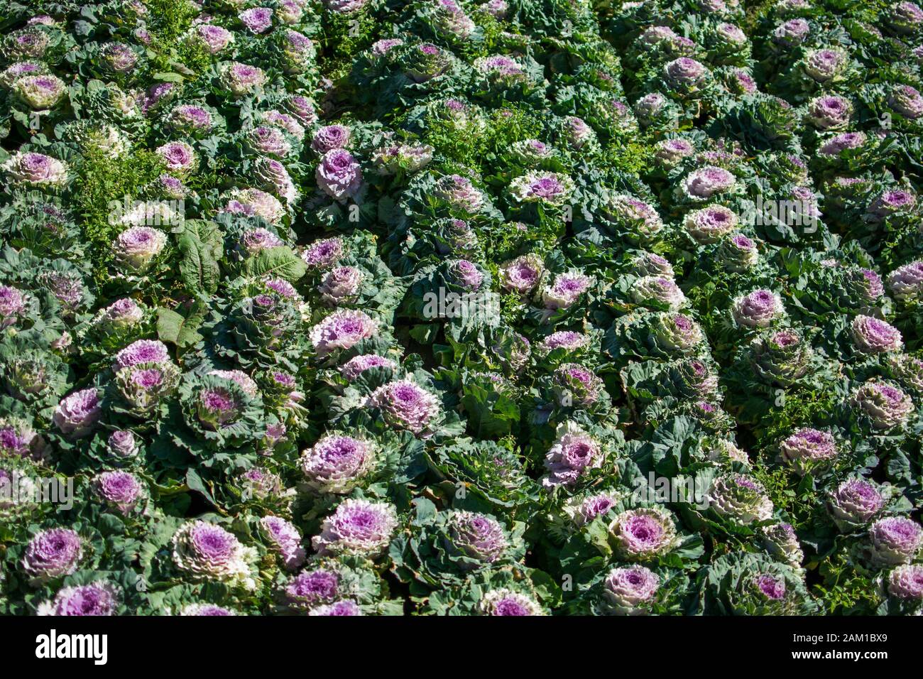 Champ de chou rose violet. Ferme de fleurs pleine de chou de rose violet fleuri complet. Banque D'Images