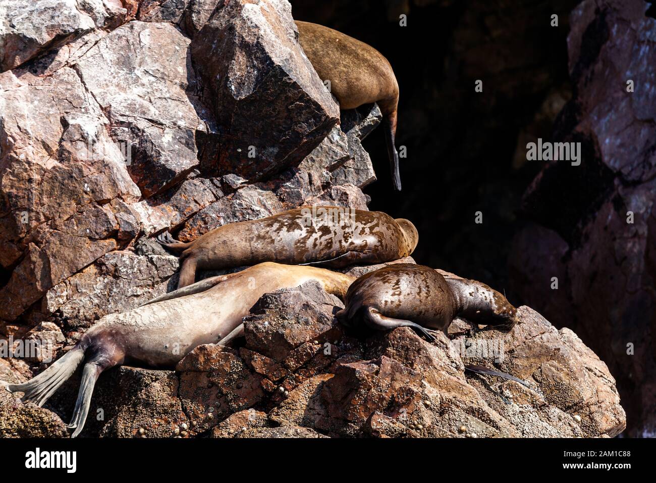 Quatre lions de mer reposent sur un rocher..Molt saisonnier, îles Ballestas, Réserve naturelle de Paracas, Pérou, Amérique latine. Gros plan. Banque D'Images