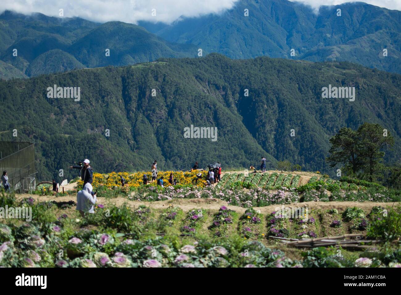 DÉC. 21, 2019-ATOK BENGUET PHILIPPINES : Ferme de fleurs à Atok Benguet. C'est une nouvelle attraction à Luzon où l'on peut profiter du temps froid du plein Banque D'Images