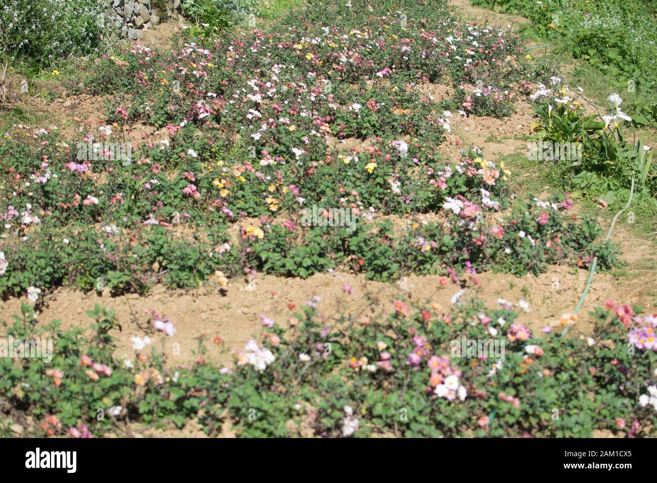 Jardin fleuri plein de différentes couleurs de fleurs de Marguerite Banque D'Images