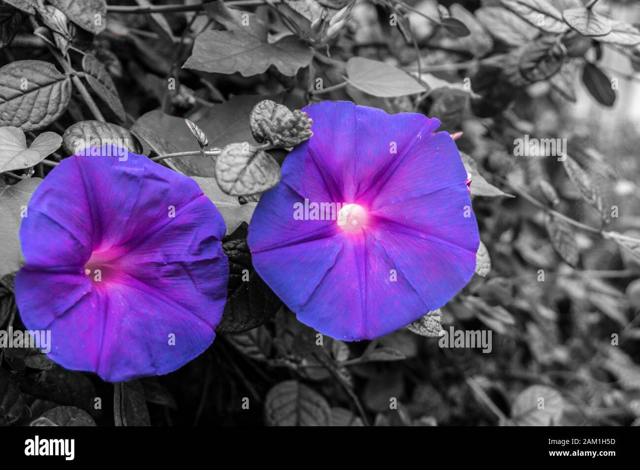 Belles cloches violettes avec fond noir et blanc Banque D'Images