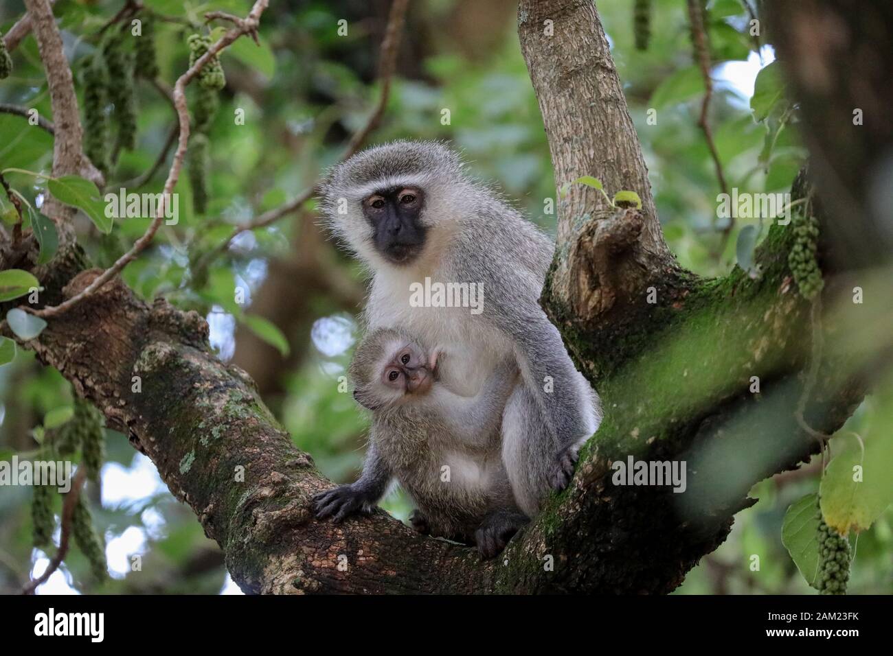 Singe à longue queue, et des femmes avec enfant Banque D'Images