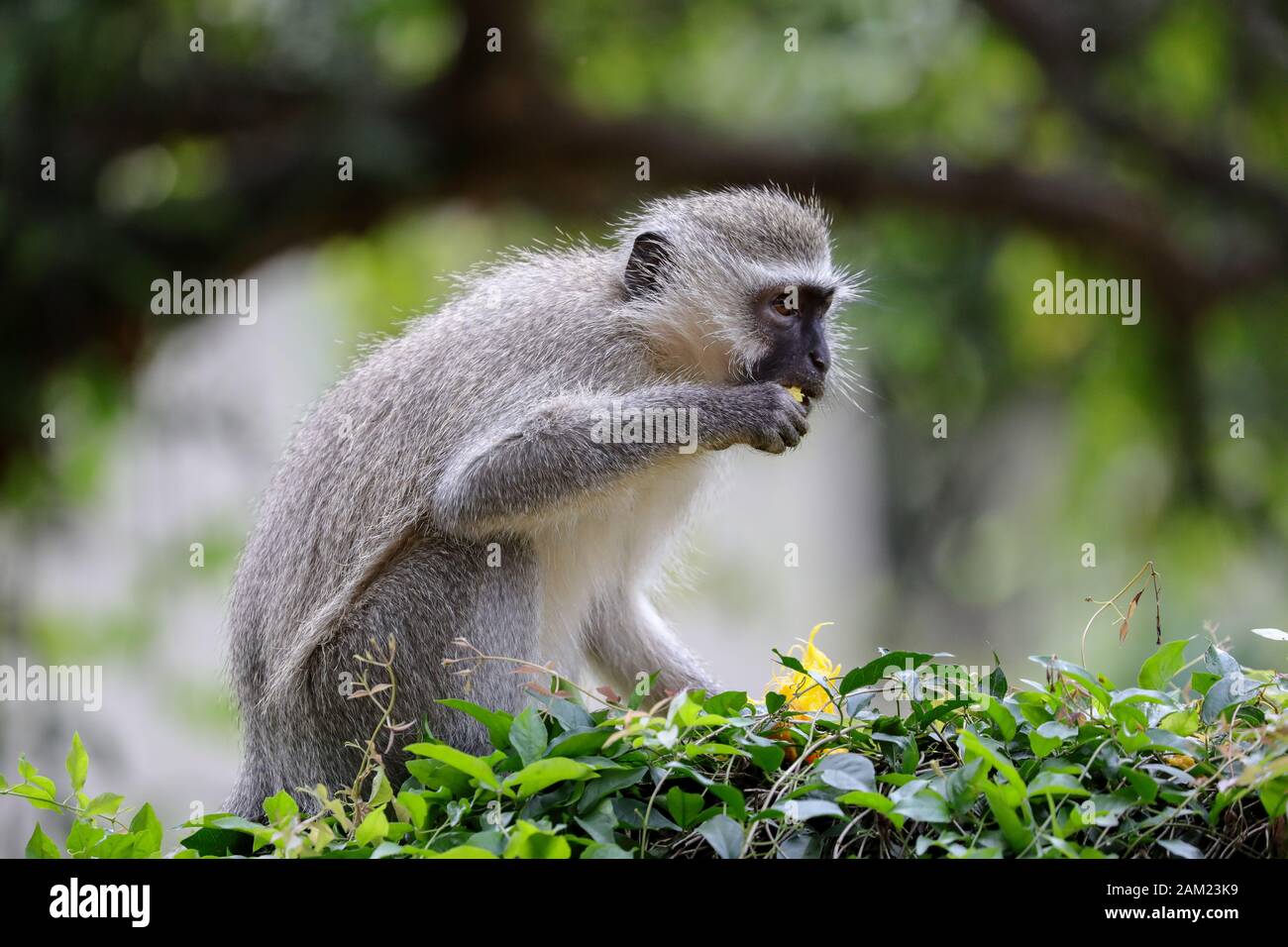 Manger singe à longue queue Banque D'Images