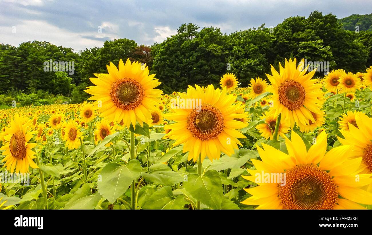 Sannokura Highlands Sunflower Fields En Ete Saison Ensoleillee Ville De Kitakata Prefecture De Fukushima Japon Photo Stock Alamy