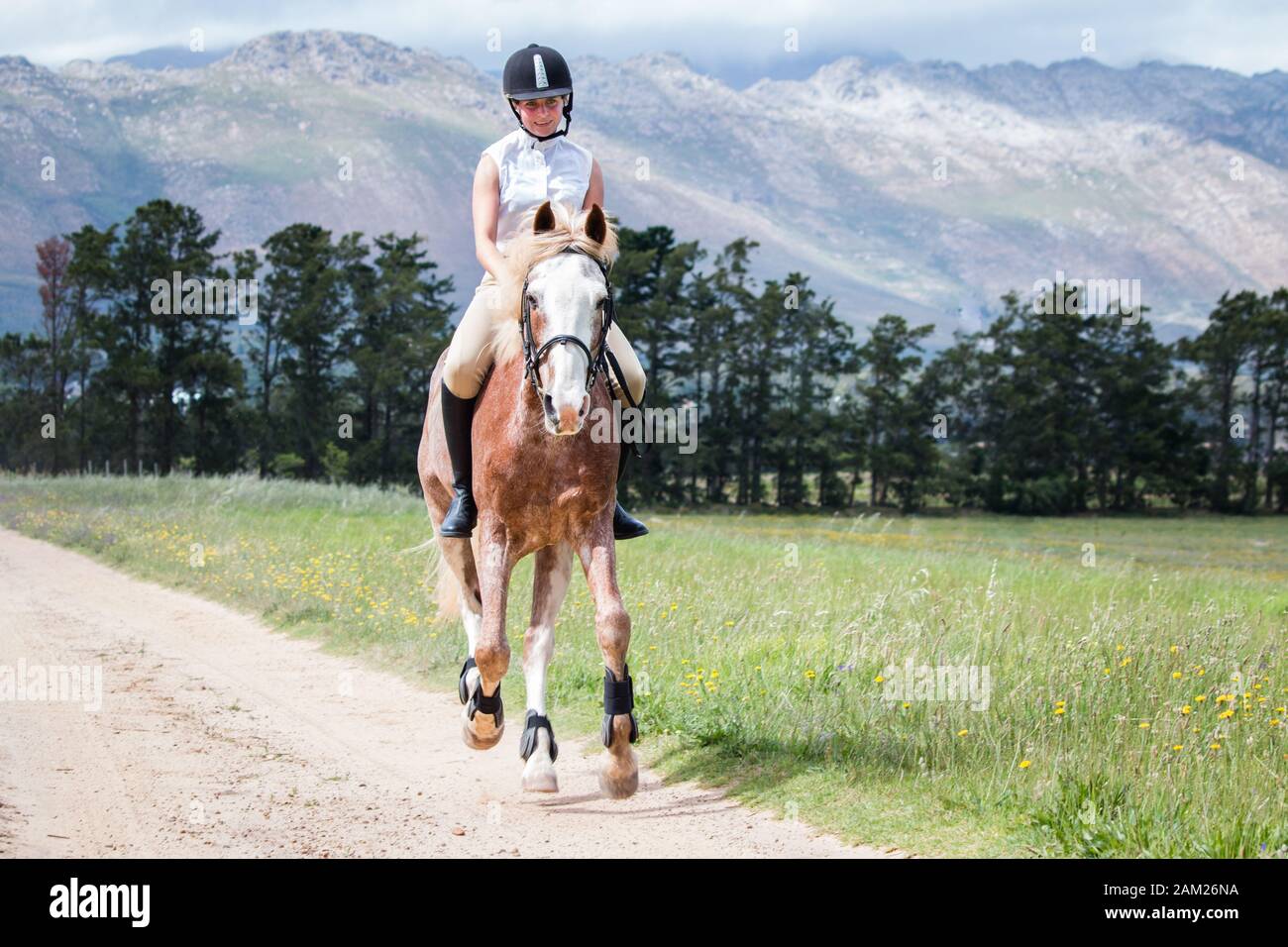 Fille galopant sur un cheval de peinture Sabino dans le champ bareback et sans une bride vers la caméra. Banque D'Images