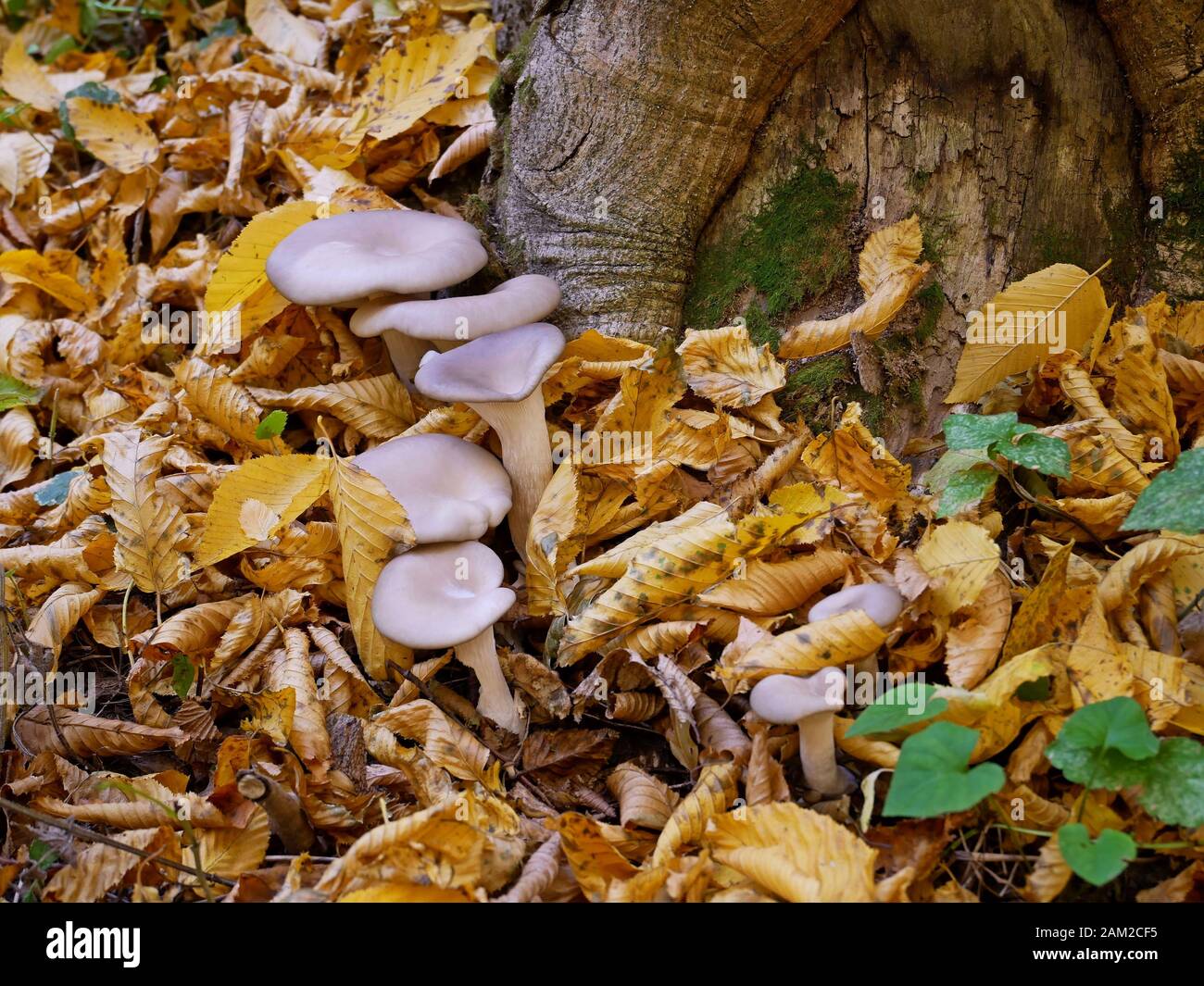 Champignons huître (Pleurotus ostreatus) poussant près de la souche, cette variété est commune dans les forêts de l'Ukraine centrale et occidentale Banque D'Images