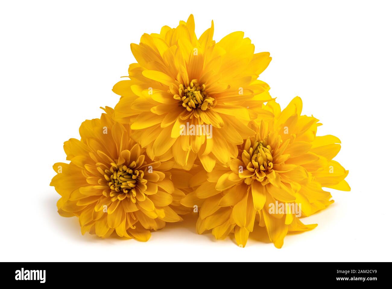 Dahlia fleurs jaune isolé sur fond blanc Banque D'Images Dahlia fleurs jaune isolé sur fond blanc Banque D'Images