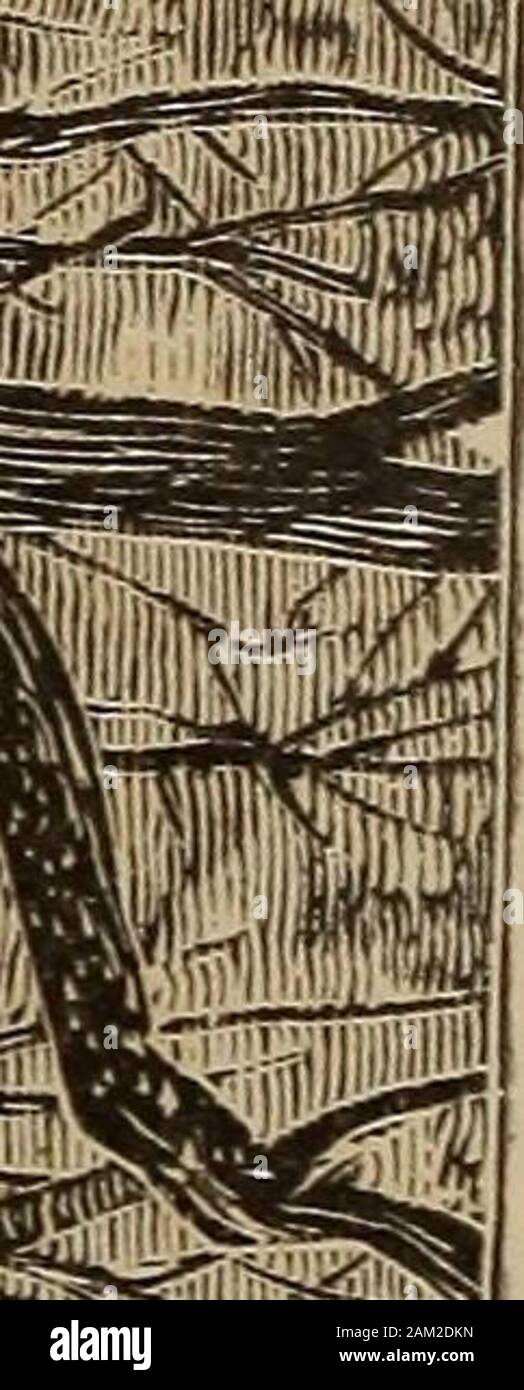 Www.flickr.com/photos/internetarchivebookimages/tags/book... . & Mm."Mill Sbk 8i ff ?iifflr 9Kft ? " !D ft ? C ? Ft, IP. ^ ^ ?* V MM 7/ v v ?  ? ^^m !m IA -&gt ;- Ifllp #  iii 77 jjEapiliii nifeJIte Hi iiSI :^- je suis devenu indifférent.-LAS 683 et en dépit de tout. Comme eux, le Dr Livingstone comme un présage de la boîte à outils du bon succès à lui de la Couronne, pour qui hisfaith encore a rendu grâce au tout-puissant preserver des hommes. Ils ont eu cinq heures de marche le gant, retenue, byspearmen qui estimaient tous que si ils ont tué le médecin qu'elles wouldbe revenging la mort de relations. À partir de chaque trou dans thetangled ma Banque D'Images