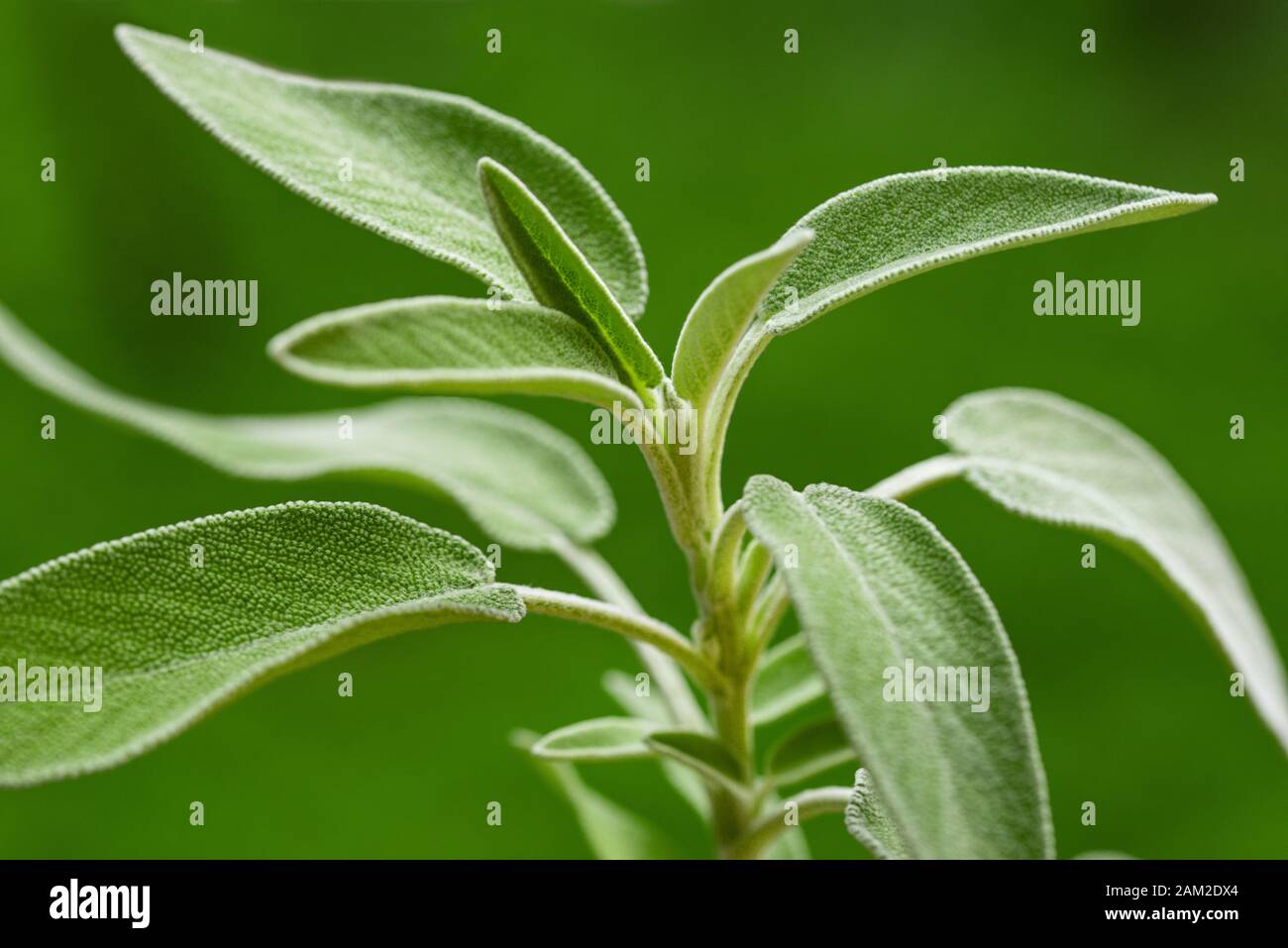 Plante de sauge (Salvia officinalis) sur fond vert, trouble Banque D'Images