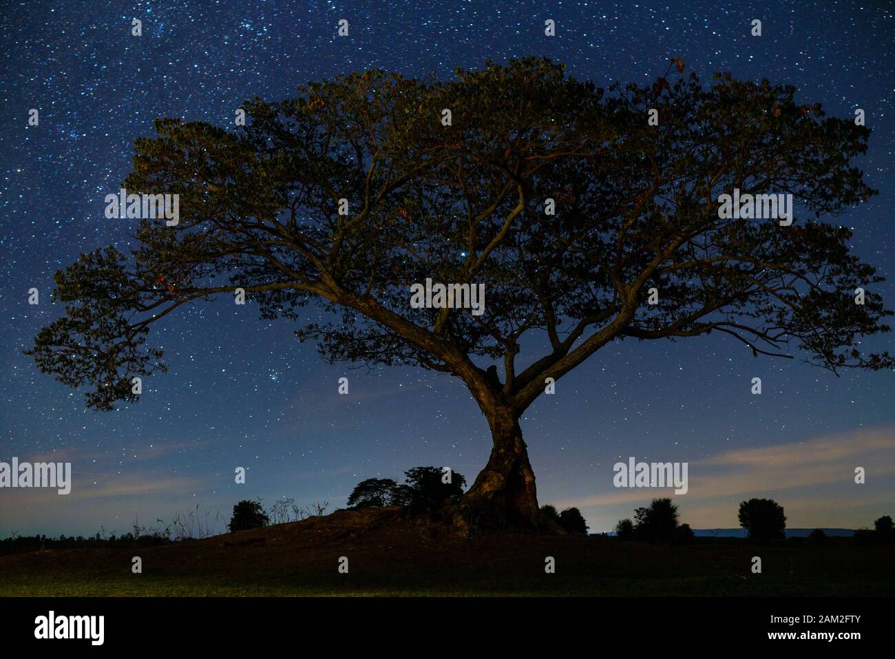 Arbre de nuit et belle nature étoilé Banque D'Images