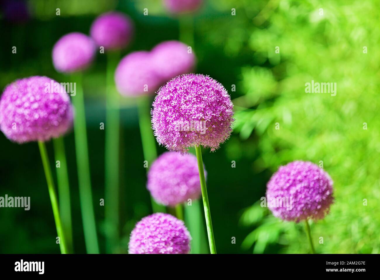 Allium crissthii ou giganteum, plantes ornementales de jardin, grandes fleurs  violettes rondes fleuries sur fond vert flou gros plan, des boules de  dandelion Photo Stock - Alamy