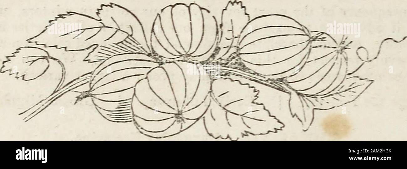 Catalogue des arbres fruitiers et ornementaux cultivés à l'Union européenne forestières . Variétés résistantes. Alexander, | Isabella, | Catawba. De ce qui précède, nous pouvons fournir des vignes de roulement de grande taille à partir de trois ans. toeight Les framboises. Framboisiers.Red Antwerp, Anvers, Blanc | | Franconie, Fastolph. Les raisins de Corinthe. Grosiellers une grappe. Blanc Rouge néerlandais, hollandais, Champaigne, Missouri, Naples, noir [ Cherry Cassis. 10 GOOSEBEEKLES. Groseillers epineux.. Une sélection, comprenant les meilleures variétés adaptées à ces paramètres régionaux. Coings. Coigmassiers.en forme de poire, pomme, en forme | | Portugal |, Angers. STEAWBEEEIES Banque D'Images