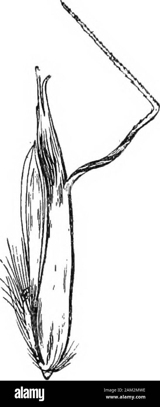 Les herbes et les Britanniques leur emploi dans l'agriculture . Fig. 58. Graines d'Avena flavescens L. x 10. Deux points de vue que de l'avoine cultivée. C'est environ 7 mm. de long, distinctlygrooved sur sa surface intérieure, et couvertes de poils fins à itsapex. (Fig. 62.) A. strigosa, L.-poils (d'avoine fait resemblesthe.) de très près et l'avoine sauvage n'est peut-être qu'une variété. La panicule est lessspreading, et plus tourné vers un côté ; l'paleais terminé par deux longues soies droites. Sylvatkum Brachypodium, Beauv. (Brome faux bois.) (Fig. 66.) politique en Grande-Bretagne. Une croissance pérenne à sha Banque D'Images