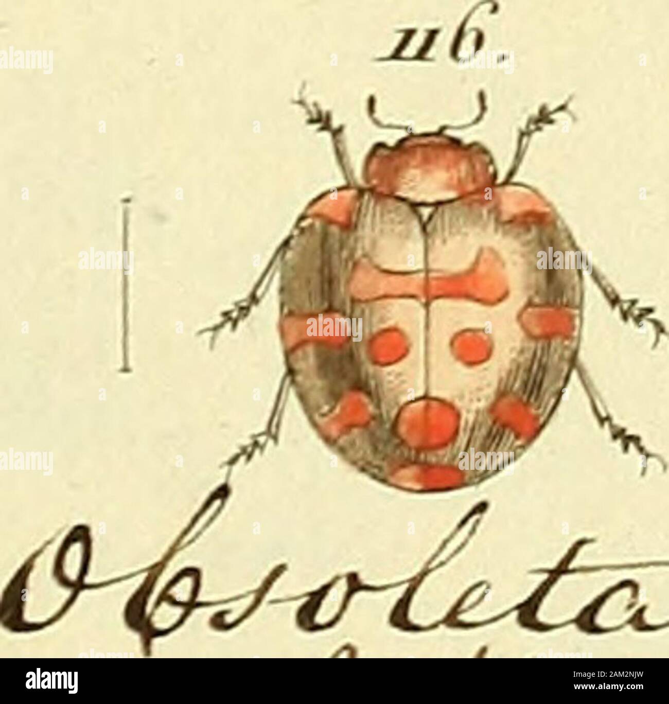 Entomologie, ou, Histoire naturelle des insectes : avec leurs caractères génériques et spécifiques, leur description, leur synonymie, et leur enluminée . ^7- 21S. Banque D'Images