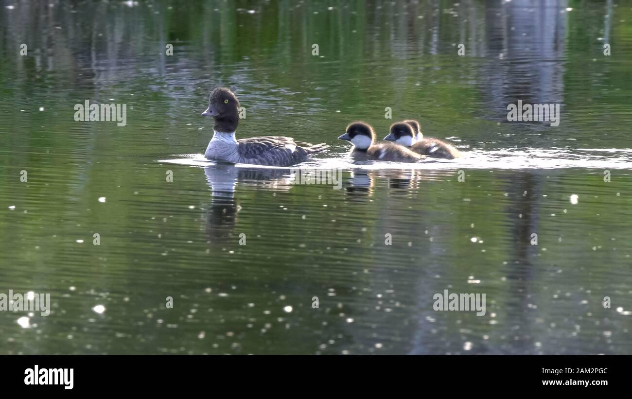 une famille commune de canards de l'œil de golf sur un étang du grand parc de teton Banque D'Images