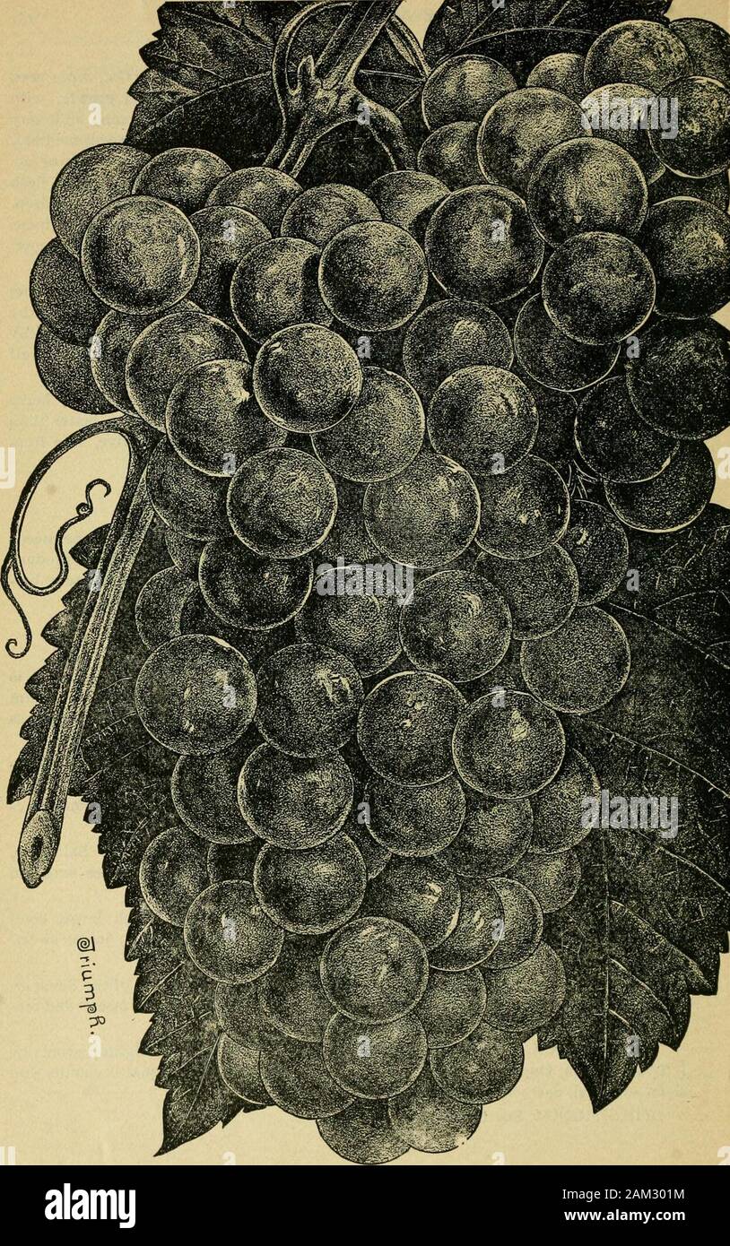 Notre grapeGrapes cultureAlso indigènes et leur descriptif liste des variétés anciennes et nouvelles . de Sa-|em- Vine une forte croissance, de transmission court, robuste, à feuilles larges. De grandes baies, rond, rouge, peau épaisse, fl,esh entreprise, riche en viande pâtes dures. Bande de longueur moyenne, sometimesshouldered. THEODOSIA. (^si.) a soulevé d'un semis de hasard par E. S. Salisbury,Adams, N. Y. Tas moyennes, compact, parfois épaulé , petites baies tomedium, noir, juteuse et acide. Très tôt ; bon vin de raisin. Théophile. {Labr.) provenant de T. Huber, Sr., 111. Bande large, com-pact, parfois assumé. Berry grand, blanc, avec deli Banque D'Images