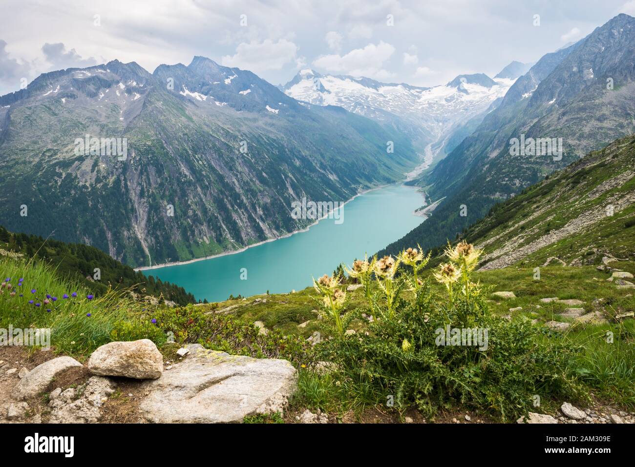 Vue panoramique d'une belle couleur bleu glacier lac dans les Alpes avec des fleurs jaunes à l'avant-plan Banque D'Images