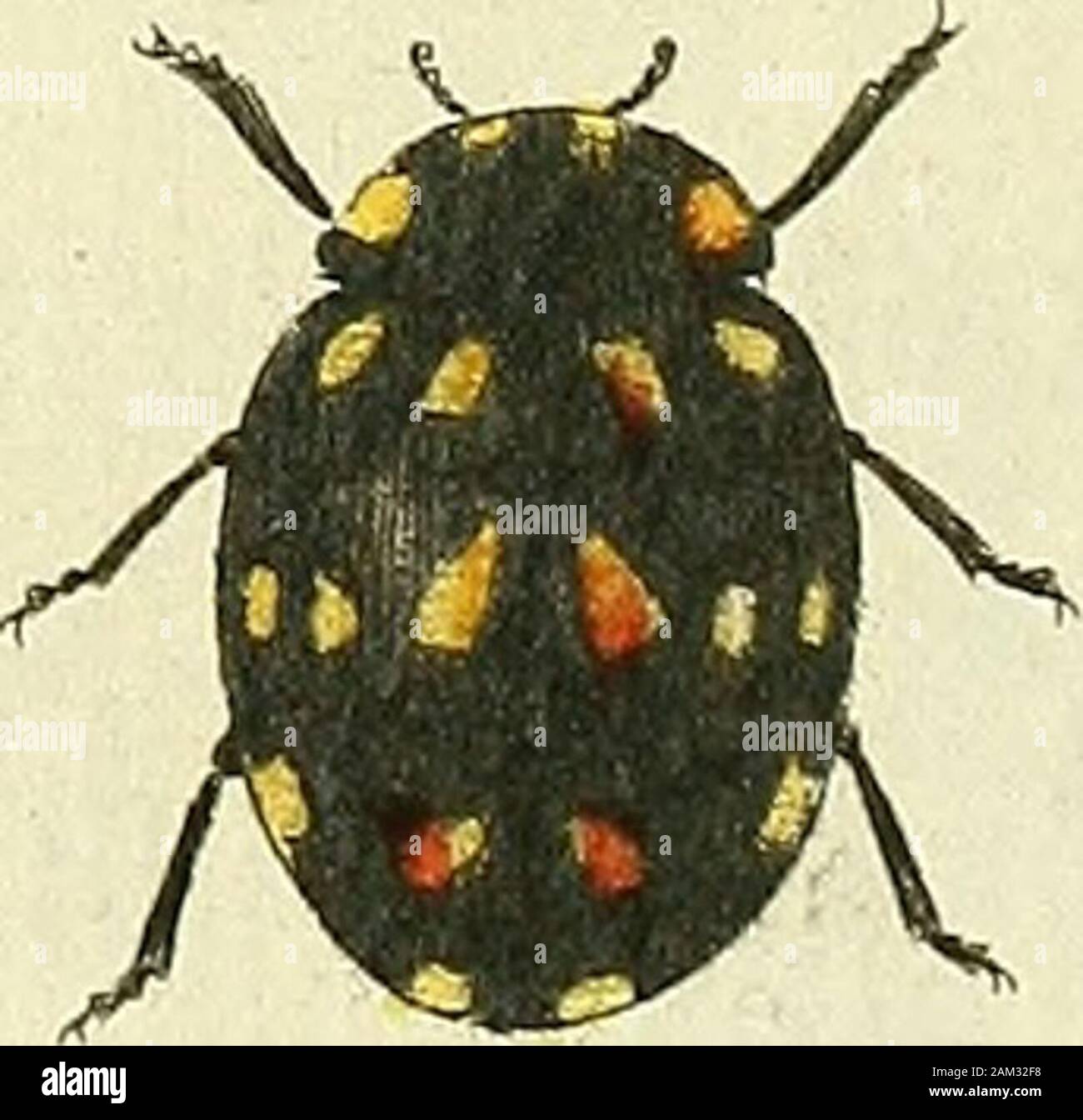 Entomologie, ou, Histoire naturelle des insectes : avec leurs caractères génériques et spécifiques, leur description, leur synonymie, et leur enluminée . Amteéeri y para : . Lopitz j-ci. :^ ? Î&gt;î° q8. coccinelle, Coca,u/la Banque D'Images