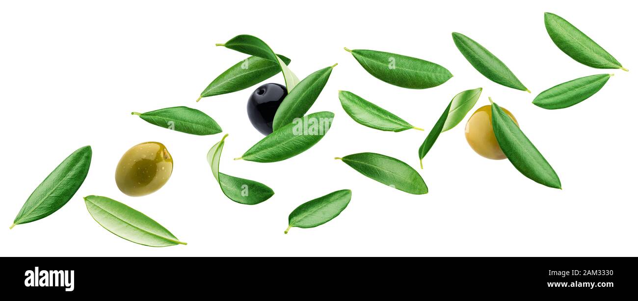 Feuilles d'olive tombant avec des olives noires et vertes isolées sur fond blanc avec chemin de découpe Banque D'Images