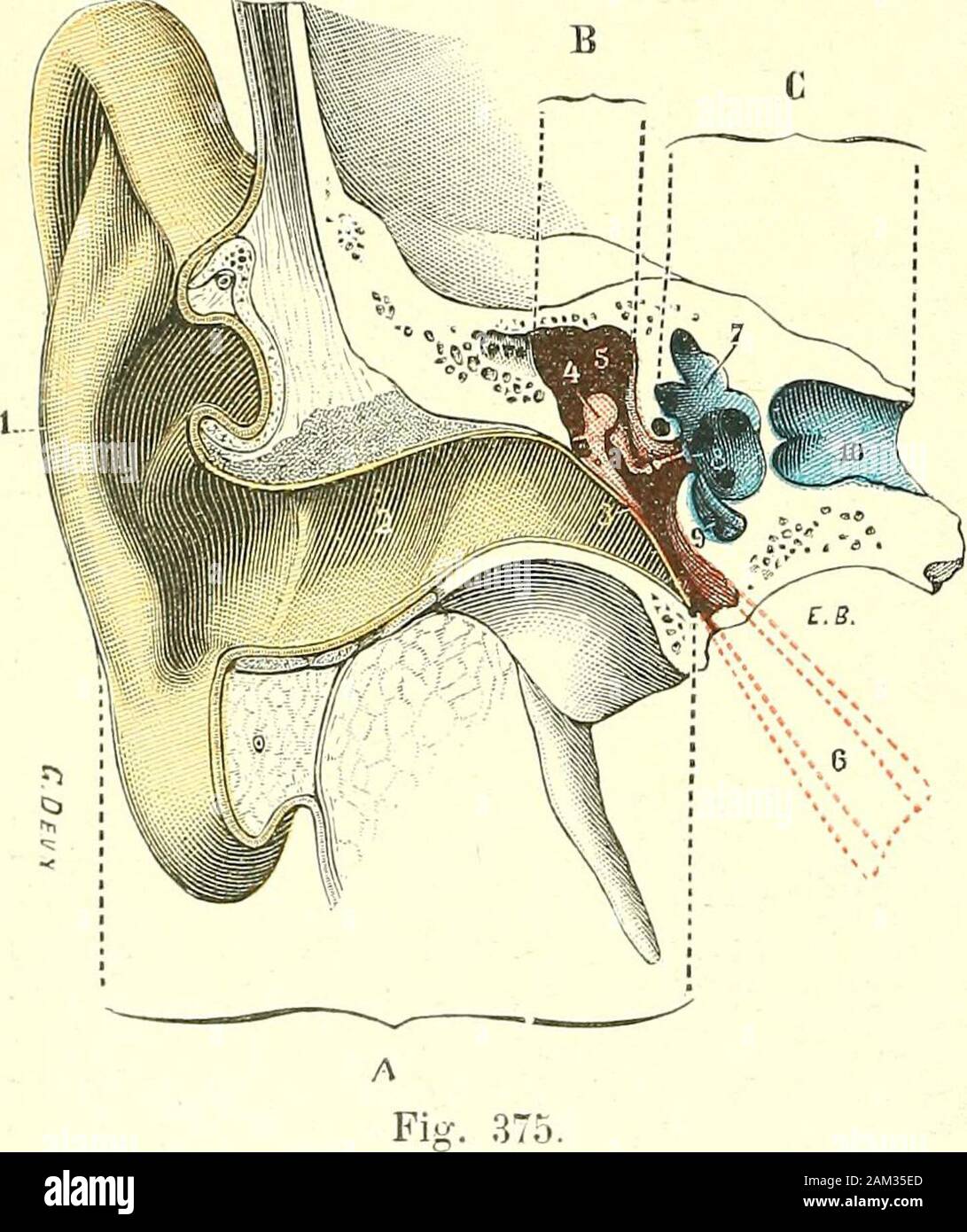 Traité d'anatomie humaine . ue. (LorciUc externe (A) est colorée en javne loreille, /-.i i . , . , . Moyenne (B) 6&gt ;" roï(f/e, loreille interne(C) pu bien LhCZ aUimaUX.) iCS une vie d'aeriC-nnC, et l pavillon de roreille. - Conduit auditif externe, 2. - TOUt particulièremeut chcZ ICS- 3 mammi, membrane du tvmpan. - 4, la caisse du tmnan avec la c^ n -i i-i-i&gt ; i- chaîne des osselets. - 5 orifice dentrée des cavités, mas- f^rCS, 1 appareil auditif - toùliennes 6 SC complique trompe dEustache, sHuée sur plan des Nations unies |(.,,f nj-, ^^ nprfpptinnnant ncrfec, Ce-antérieur a celui de la coupe. - 7, oreille dans Banque D'Images