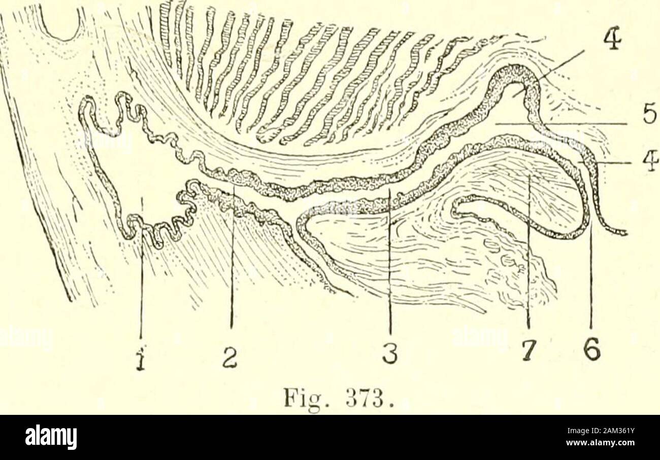 Traité d'anatomie humaine . e reported auxformes les plus fréquentes english. Mais il sen faut de beaucoup quelles conviennent à tous les cas.tel, où le canal souvre nasal sur la paroi externe du méat par une fente antéro-posté-rieure, dont les lèvres rectilignes ou convexes, can be of regular benefits ou déchiquetées. Sur ren-contre a l'orifice de l'ONU pretencioso, presque microscopique, au-dessus duquel lextrémité du canal en forme estdilatée dampoule (fig. 372, E) ; jai observé deux faits de ce genre et Jose affirmer quele canal et fils nétaient orifice dans ces cas le siège daucune chemin d'altération Banque D'Images